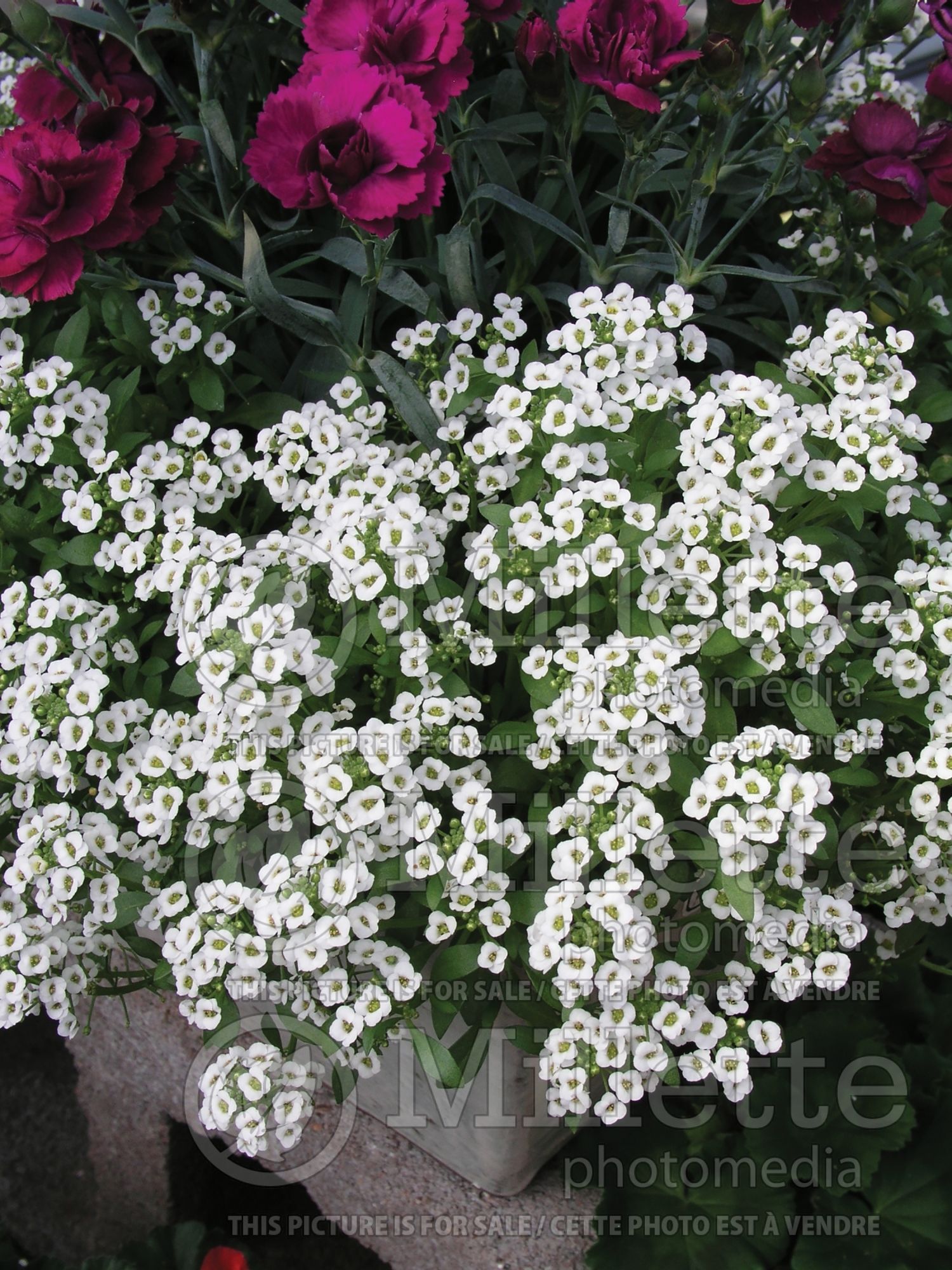 Alyssum aka Lobularia Carpet of Snow (Madwort) 6