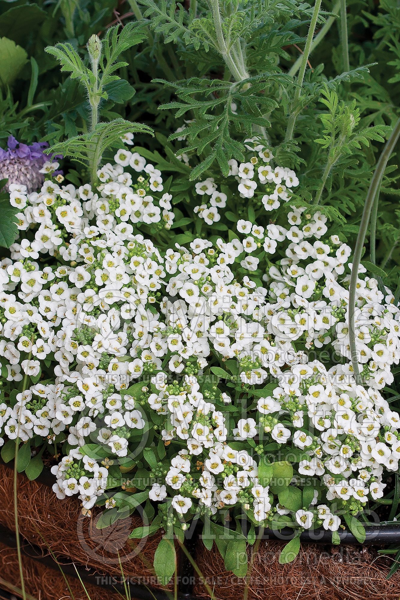 Alyssum aka Lobularia Carpet of Snow (Madwort) 4
