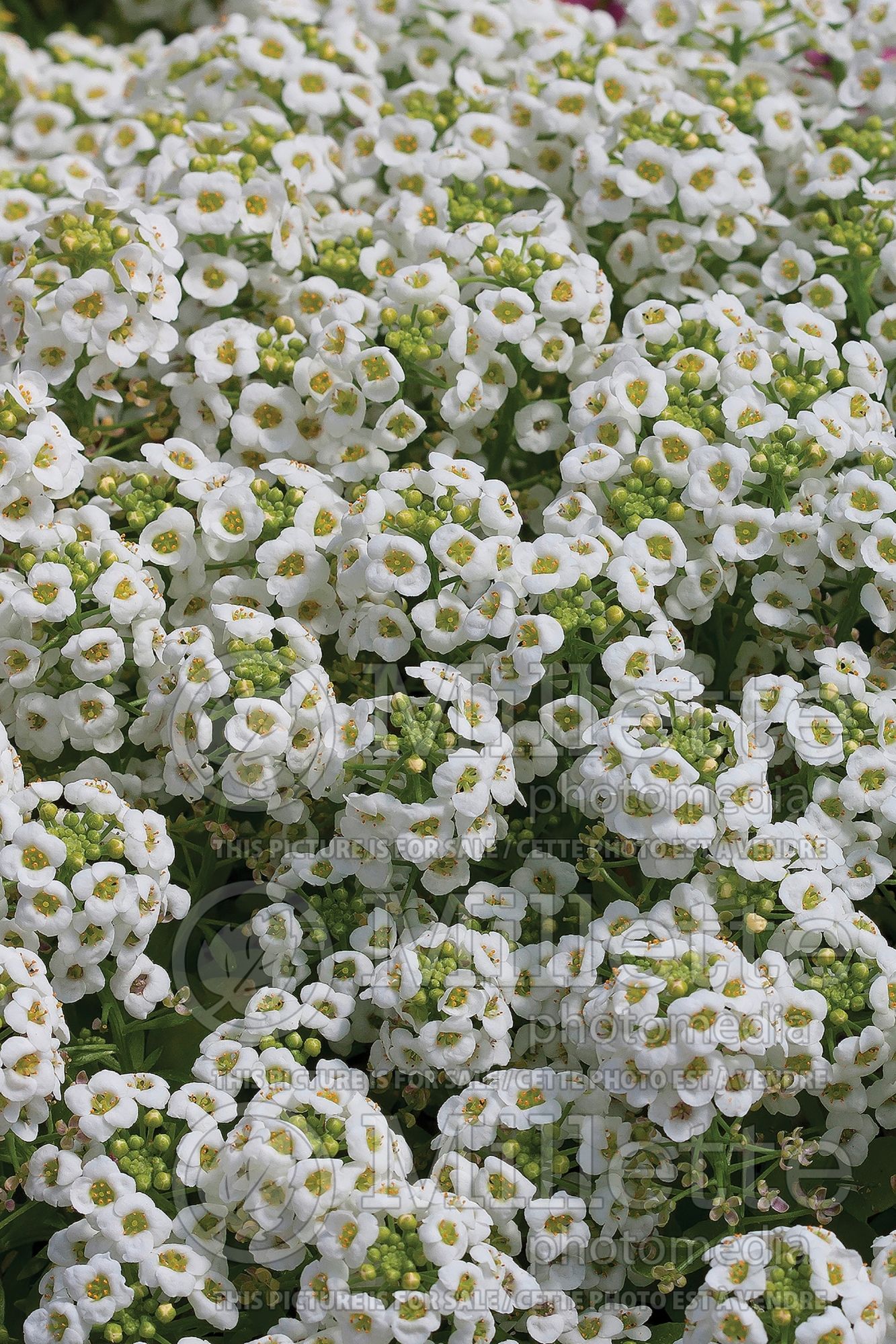 Alyssum aka Lobularia Carpet of Snow (Madwort) 5
