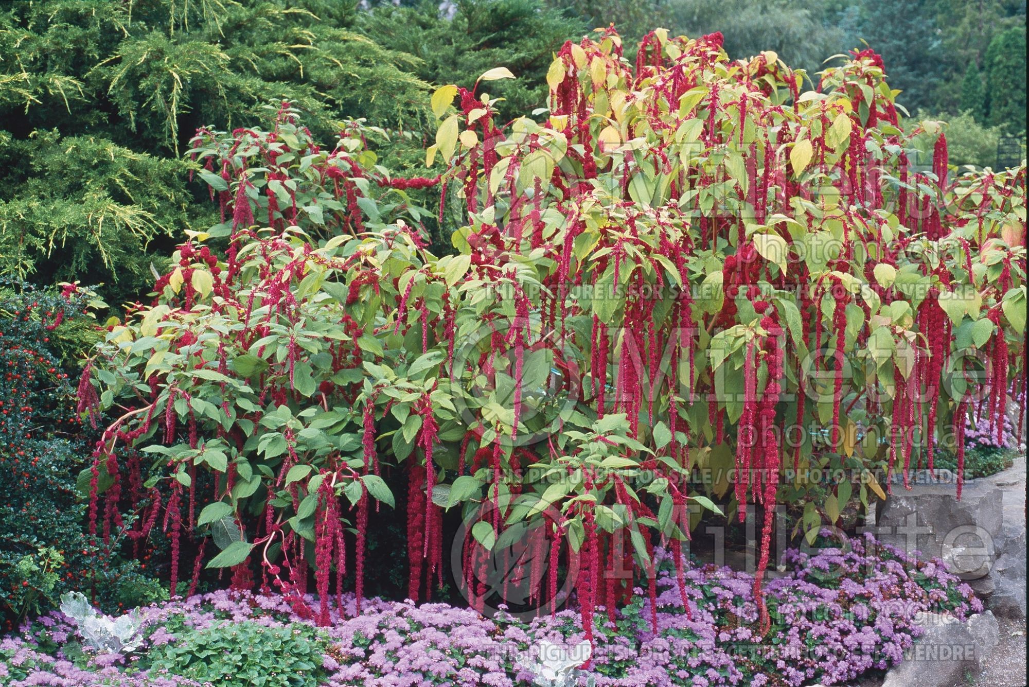 Amaranthus caudatus (Amaranth) 6