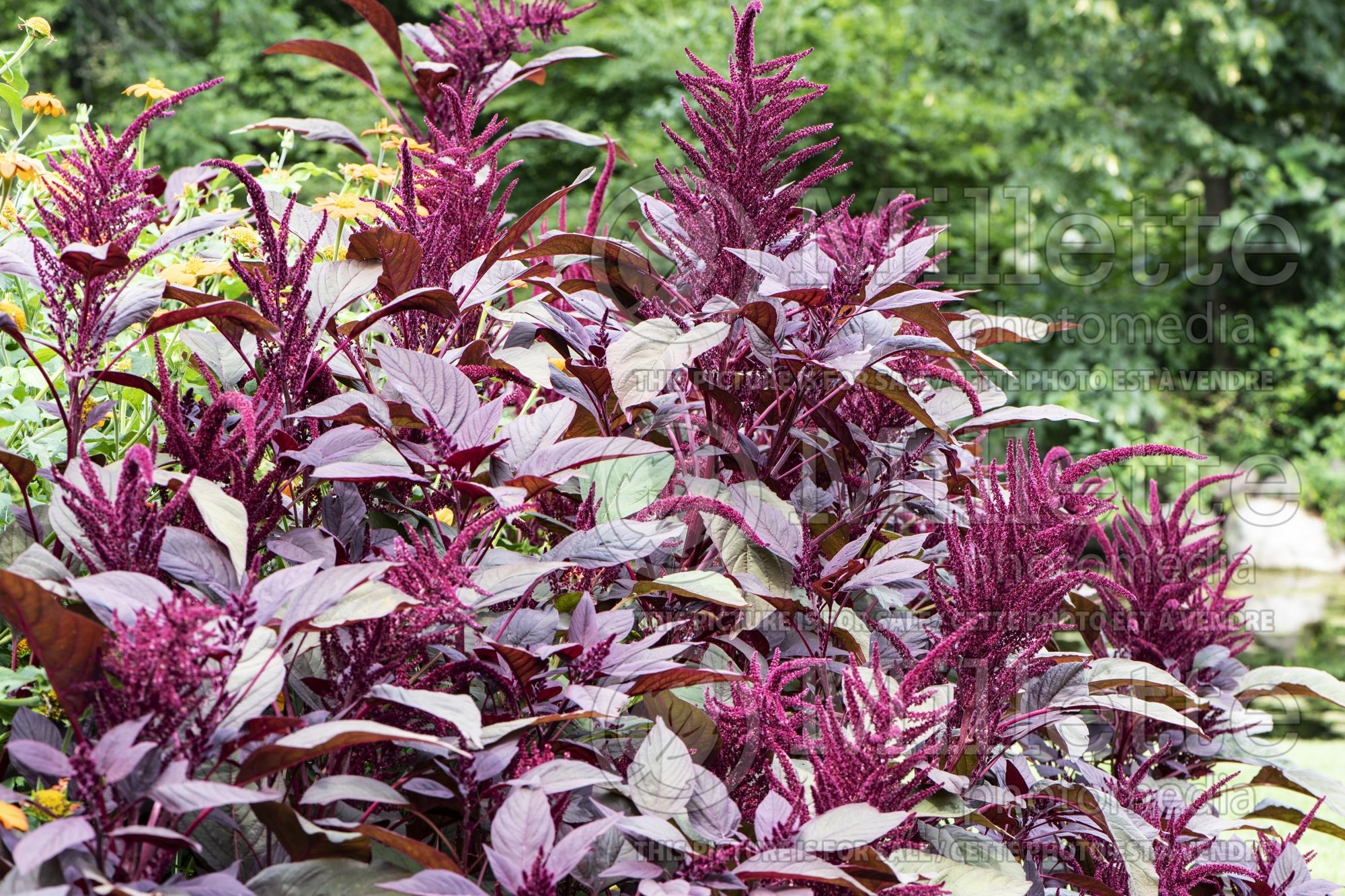 Amaranthus Red Spike (Amaranth) 2