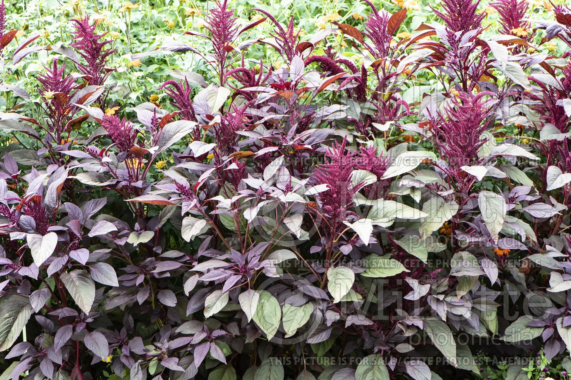 Amaranthus Red Spike (Amaranth) 3