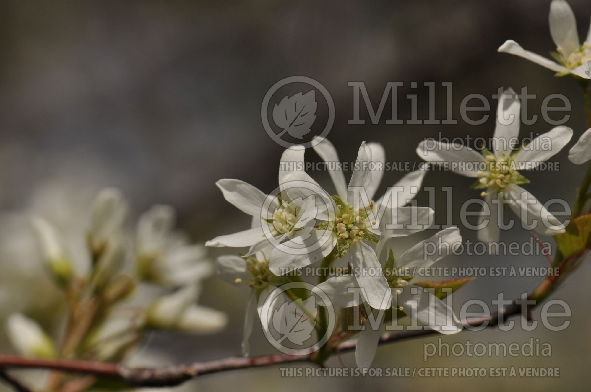 Amelanchier canadensis (Canadian serviceberry juneberry) 15