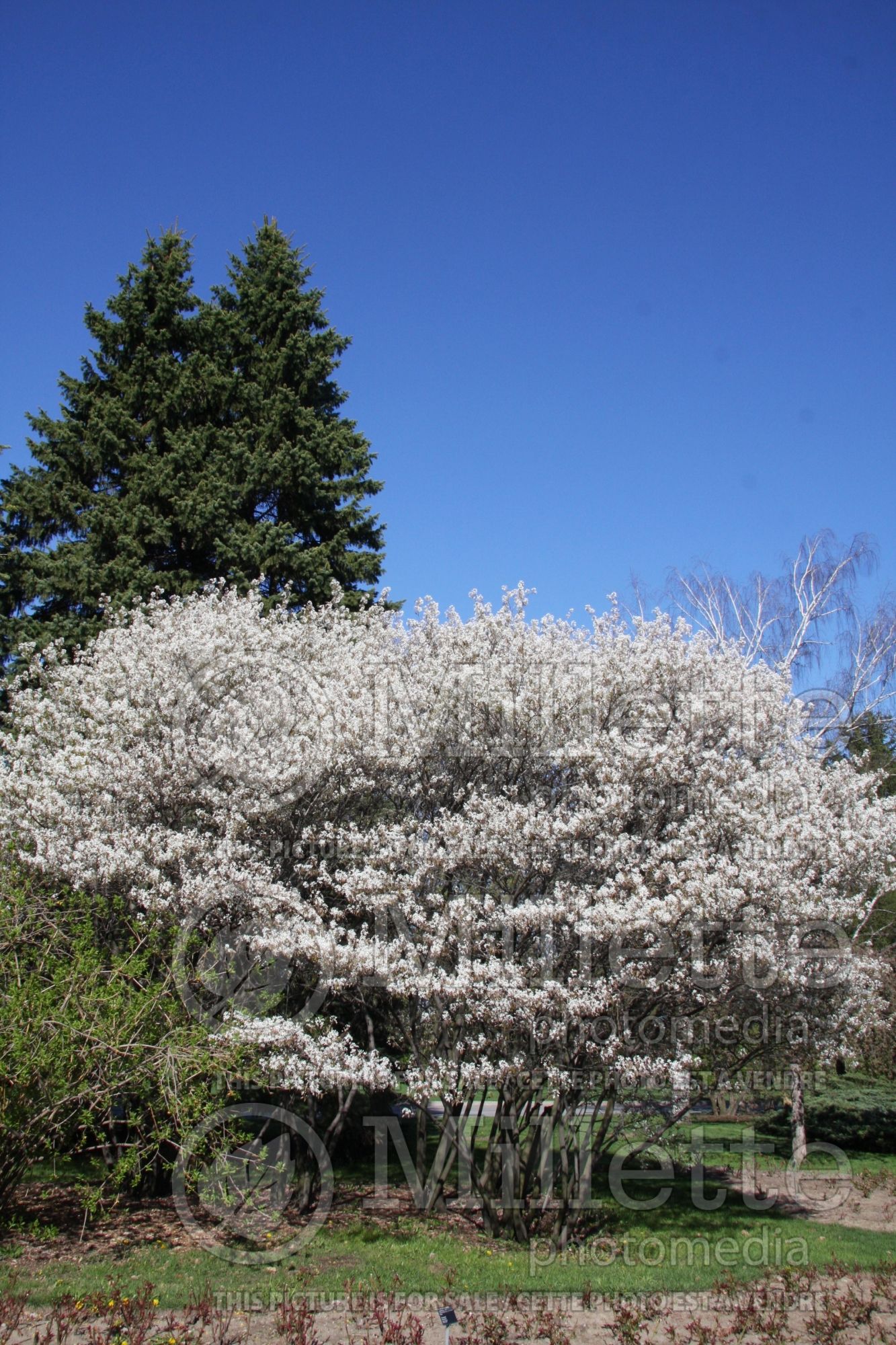 Amelanchier canadensis (Canadian serviceberry juneberry) 8