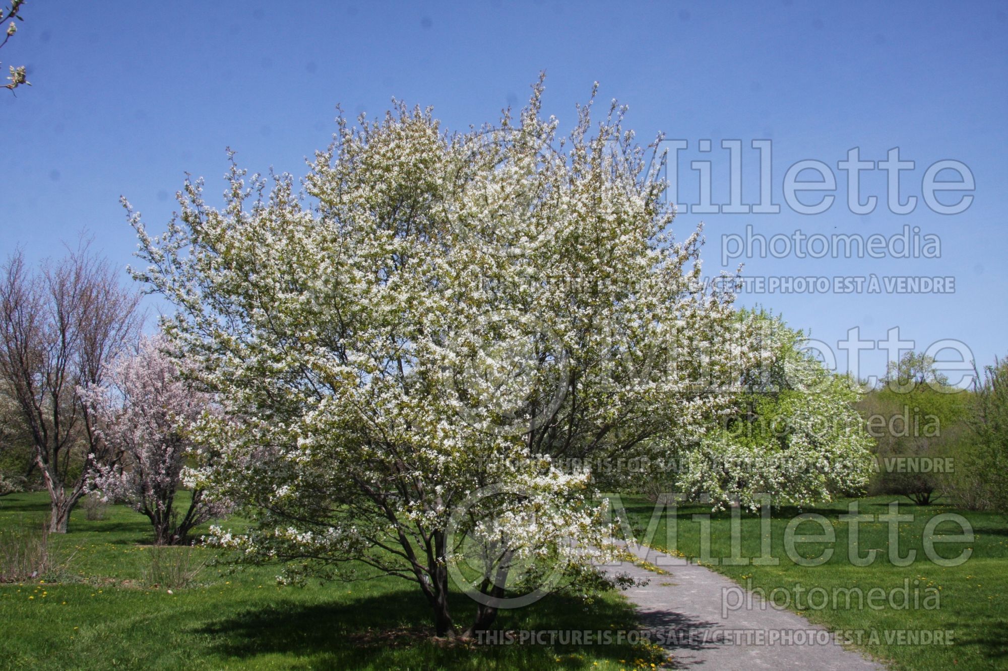 Amelanchier canadensis (Canadian serviceberry juneberry) 7