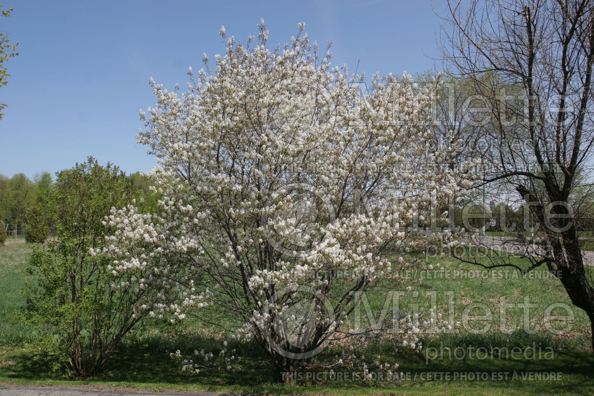 Amelanchier canadensis (Canadian serviceberry juneberry) 10