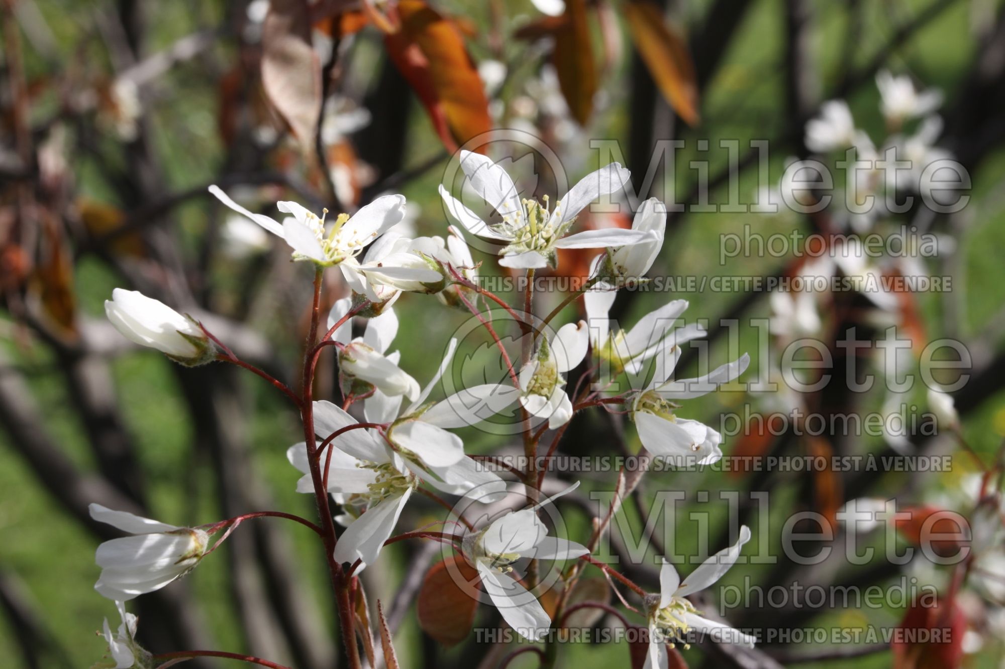 Amelanchier canadensis (Canadian serviceberry juneberry) 12