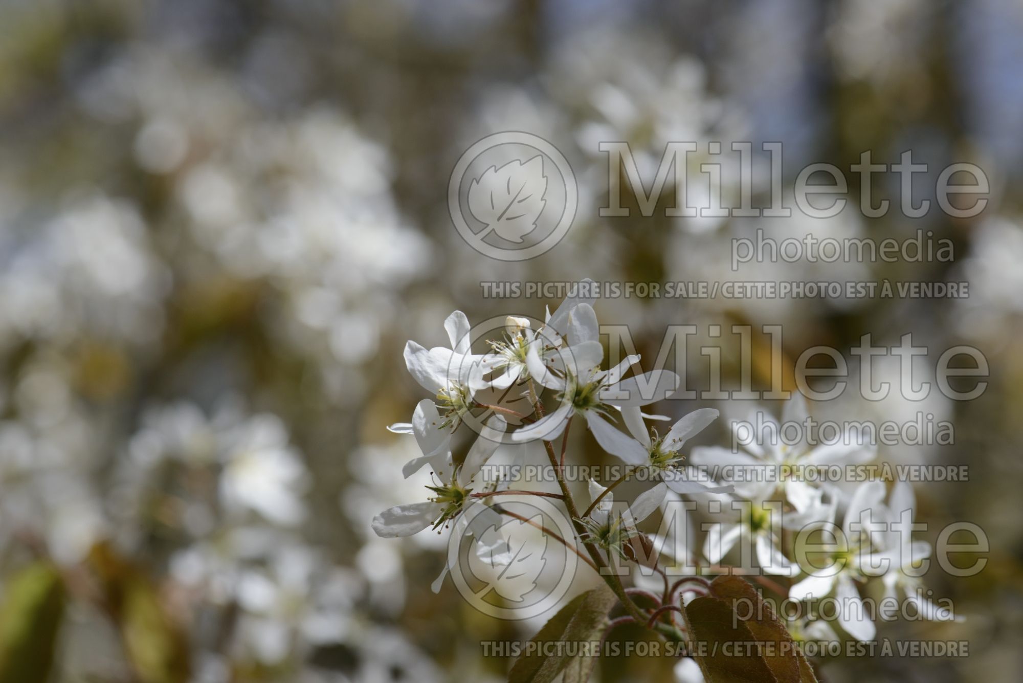 Amelanchier canadensis (Canadian serviceberry juneberry) 16