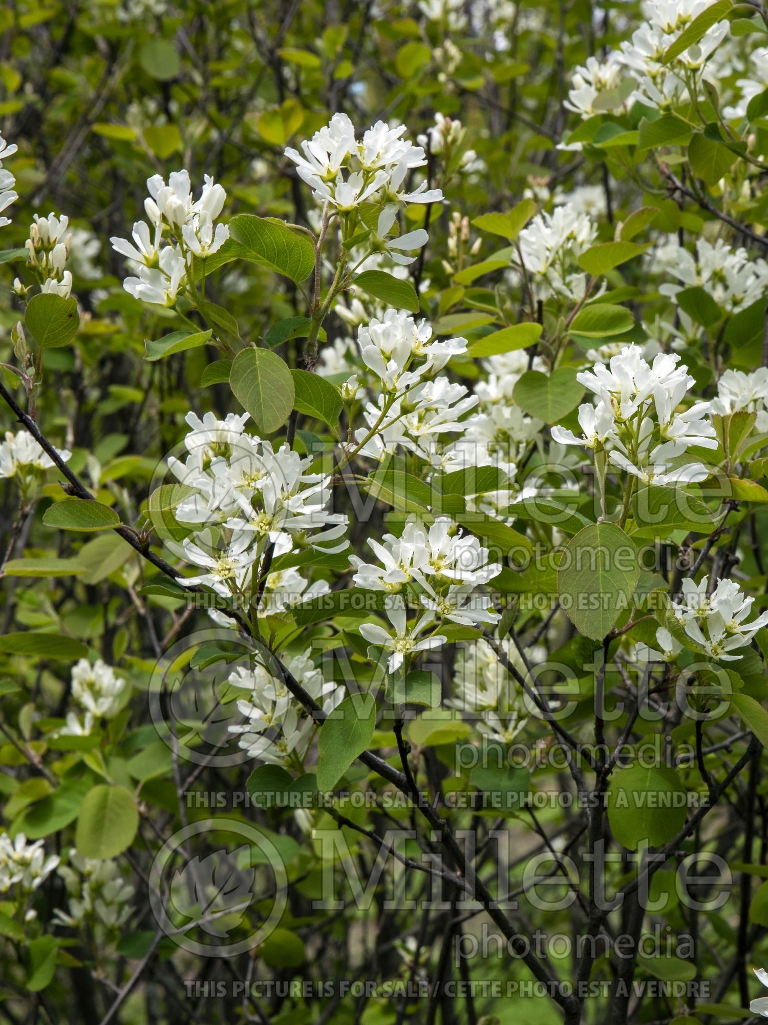 Amelanchier Pumila (Amelanchier) 1