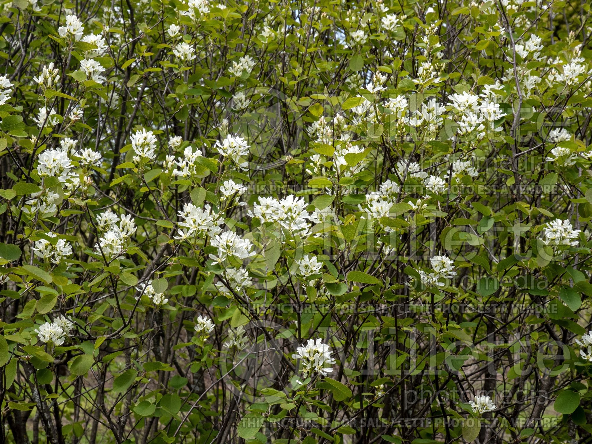 Amelanchier Pumila (Amelanchier) 2