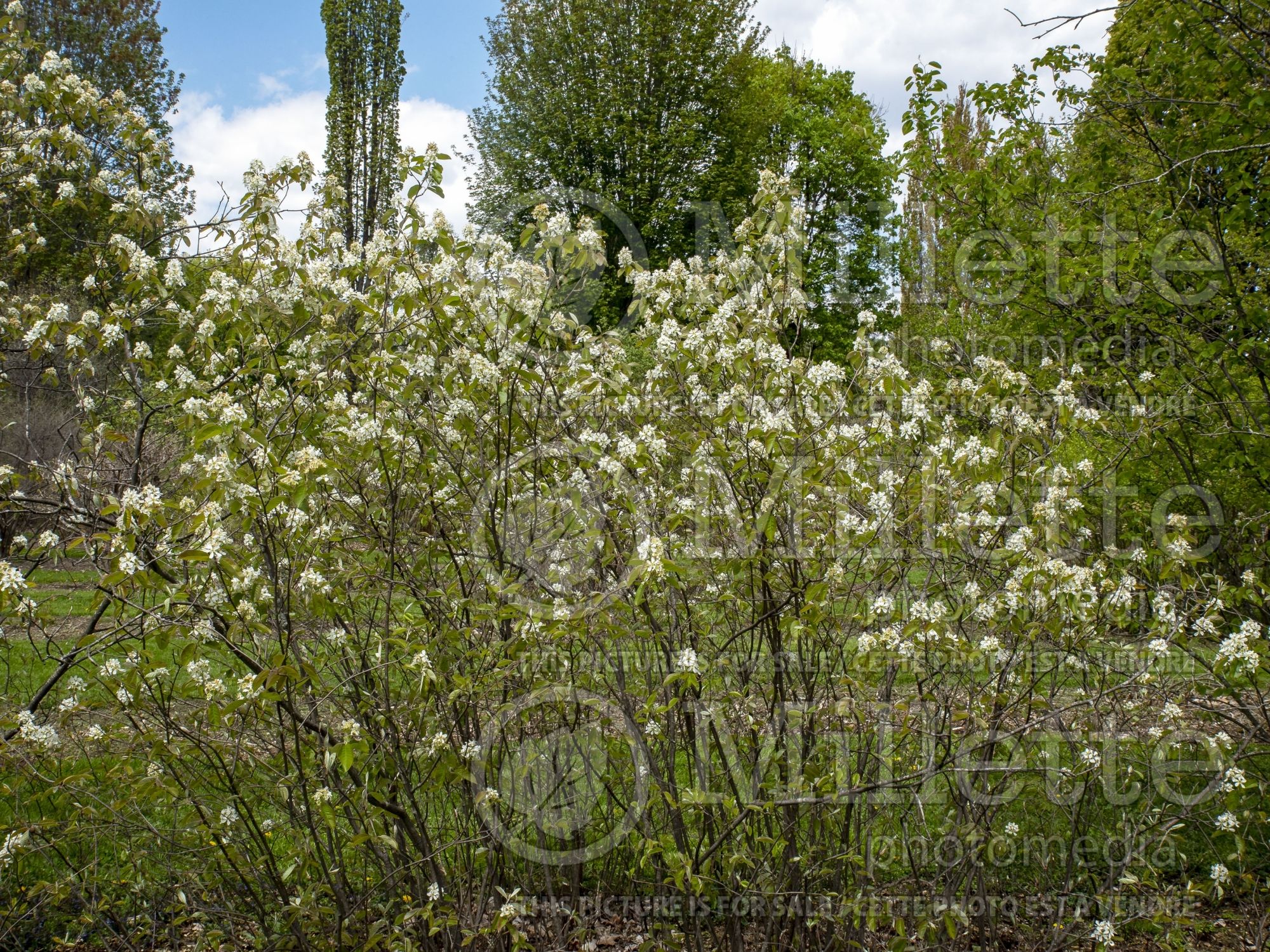 Amelanchier spicata (low juneberry, thicket shadbush, dwarf serviceberry) 1