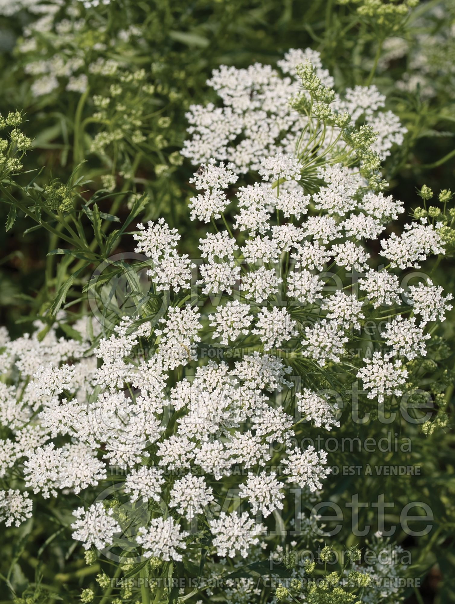 Ammi Graceland (bishop's weed) 1