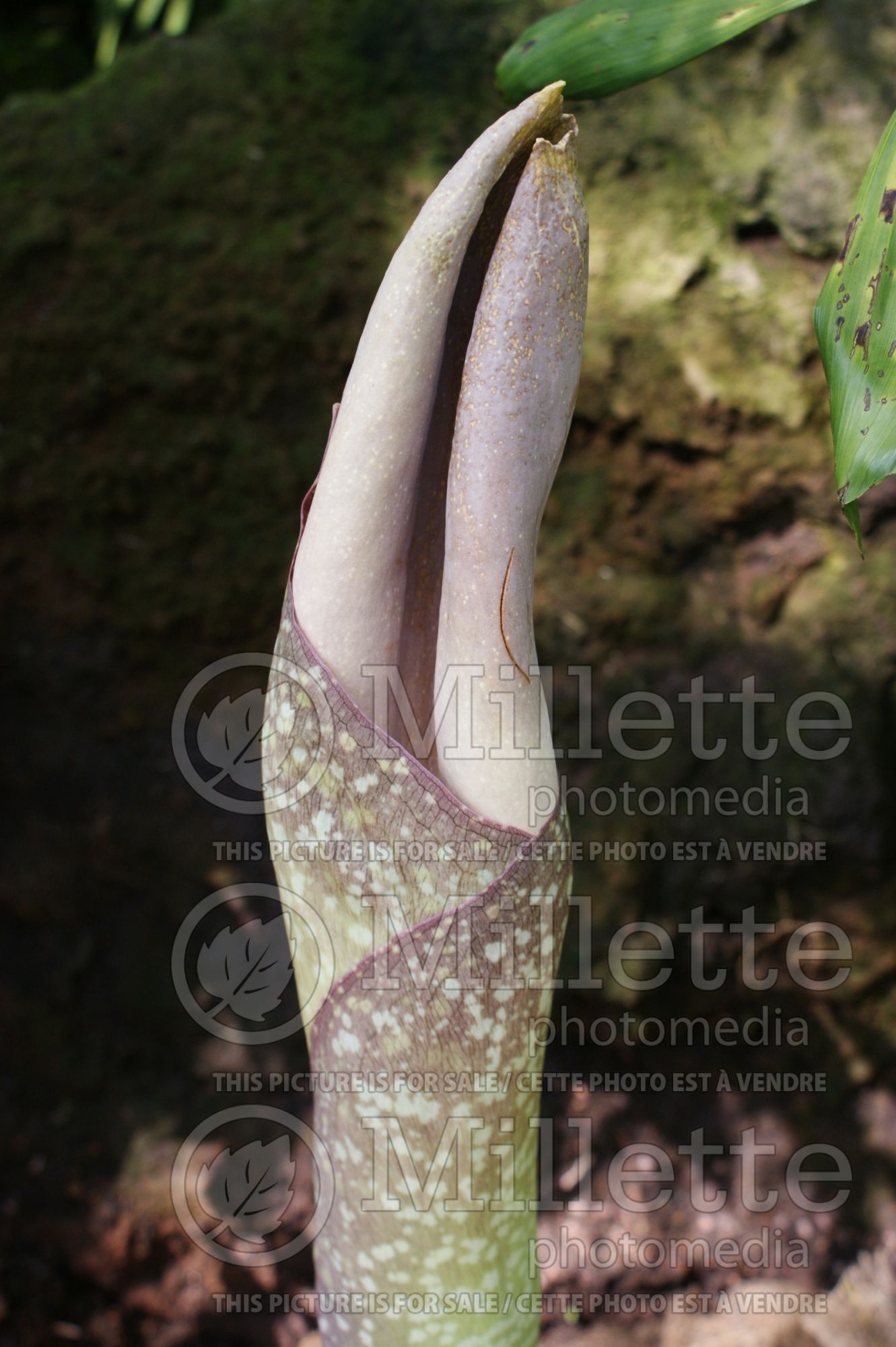 Amorphophallus titanum (titan arum) 1