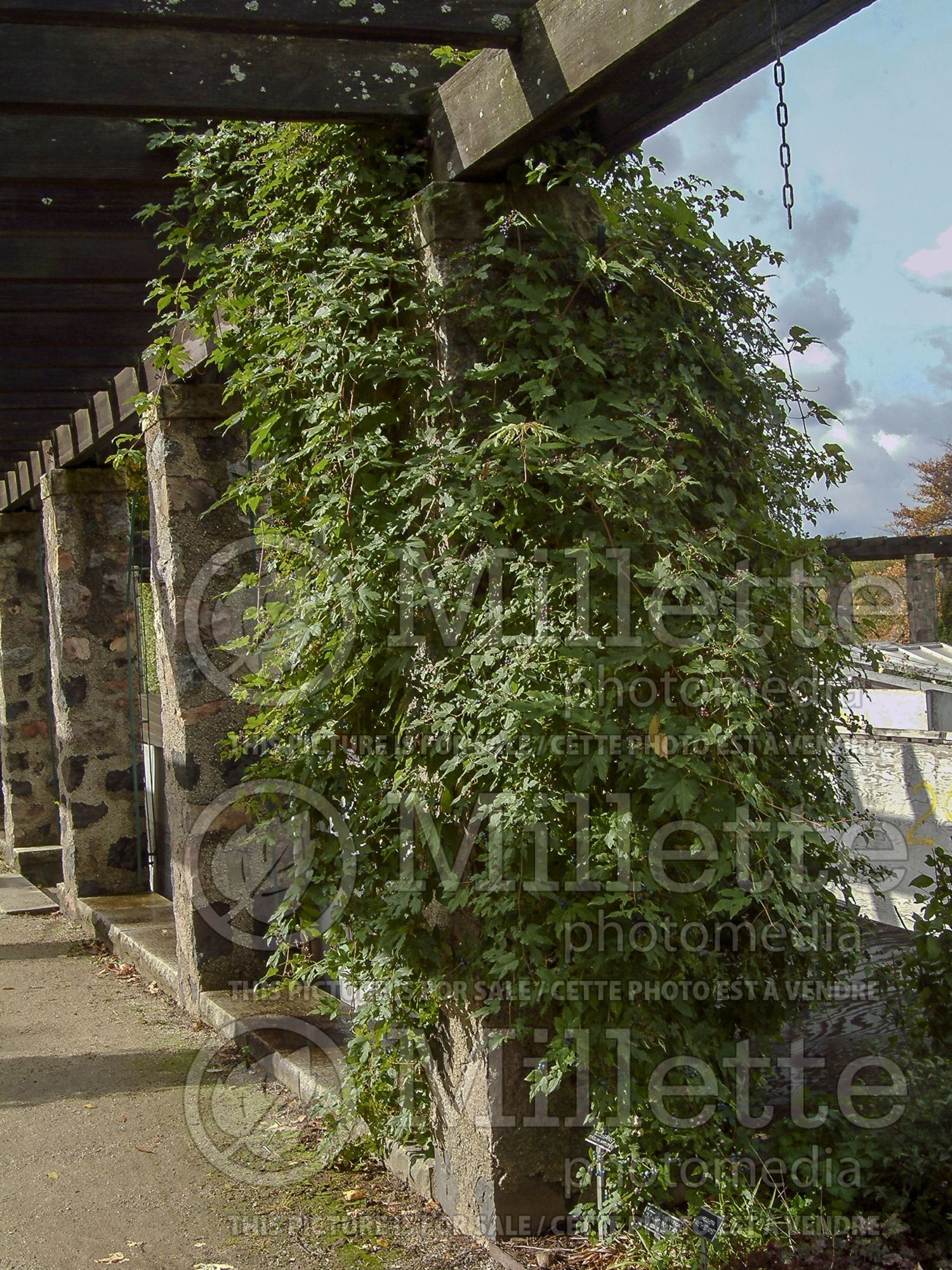 Ampelopsis aconitifolia (Monkshood Vine) 2