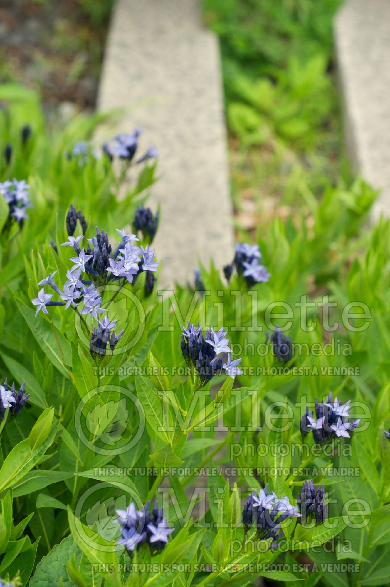 Amsonia Blue Ice (Bluestar) 12