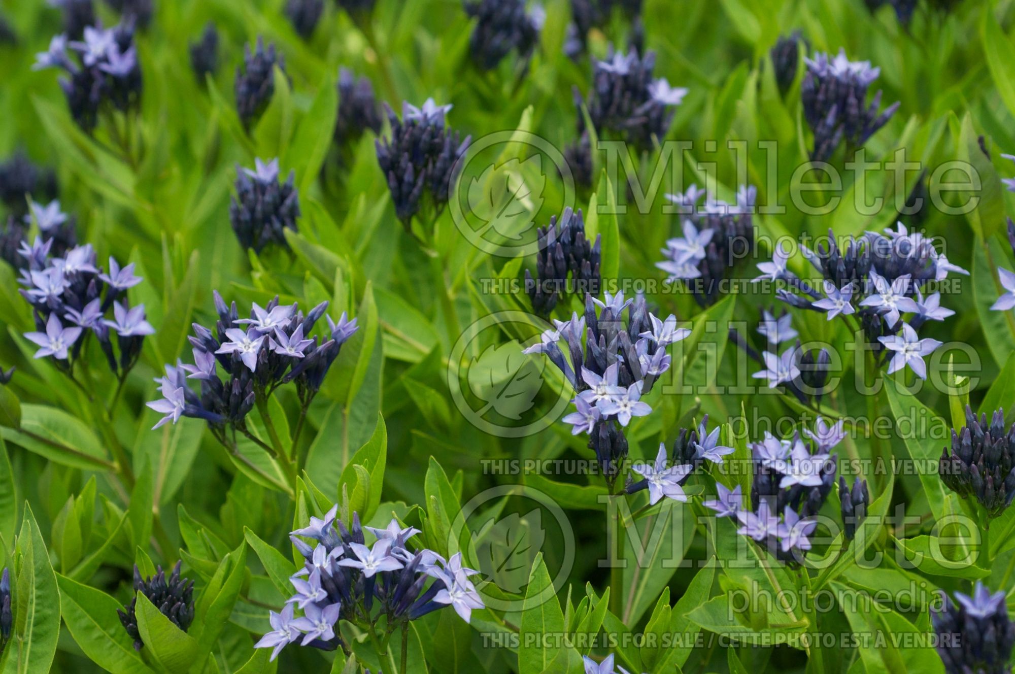 Amsonia Blue Ice (Bluestar) 13