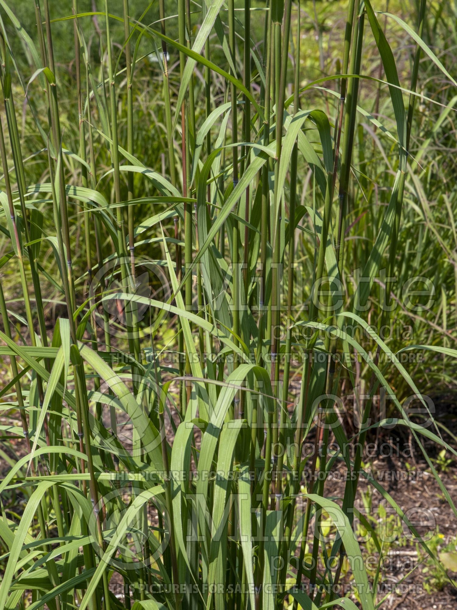 Andropogon Karl's Cousin (Bluestem Grass) 1