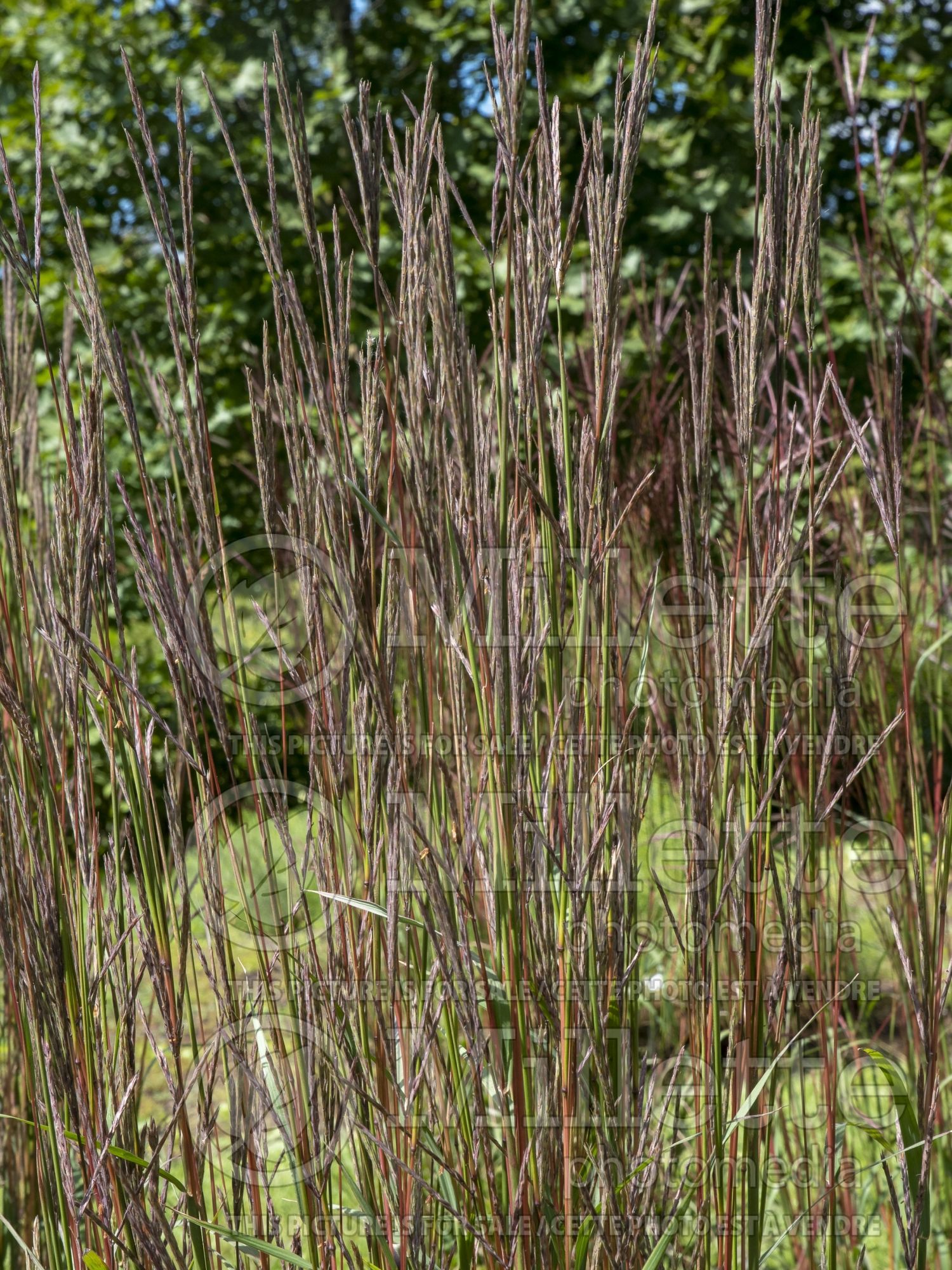 Andropogon Karl's Cousin (Bluestem Grass) 2