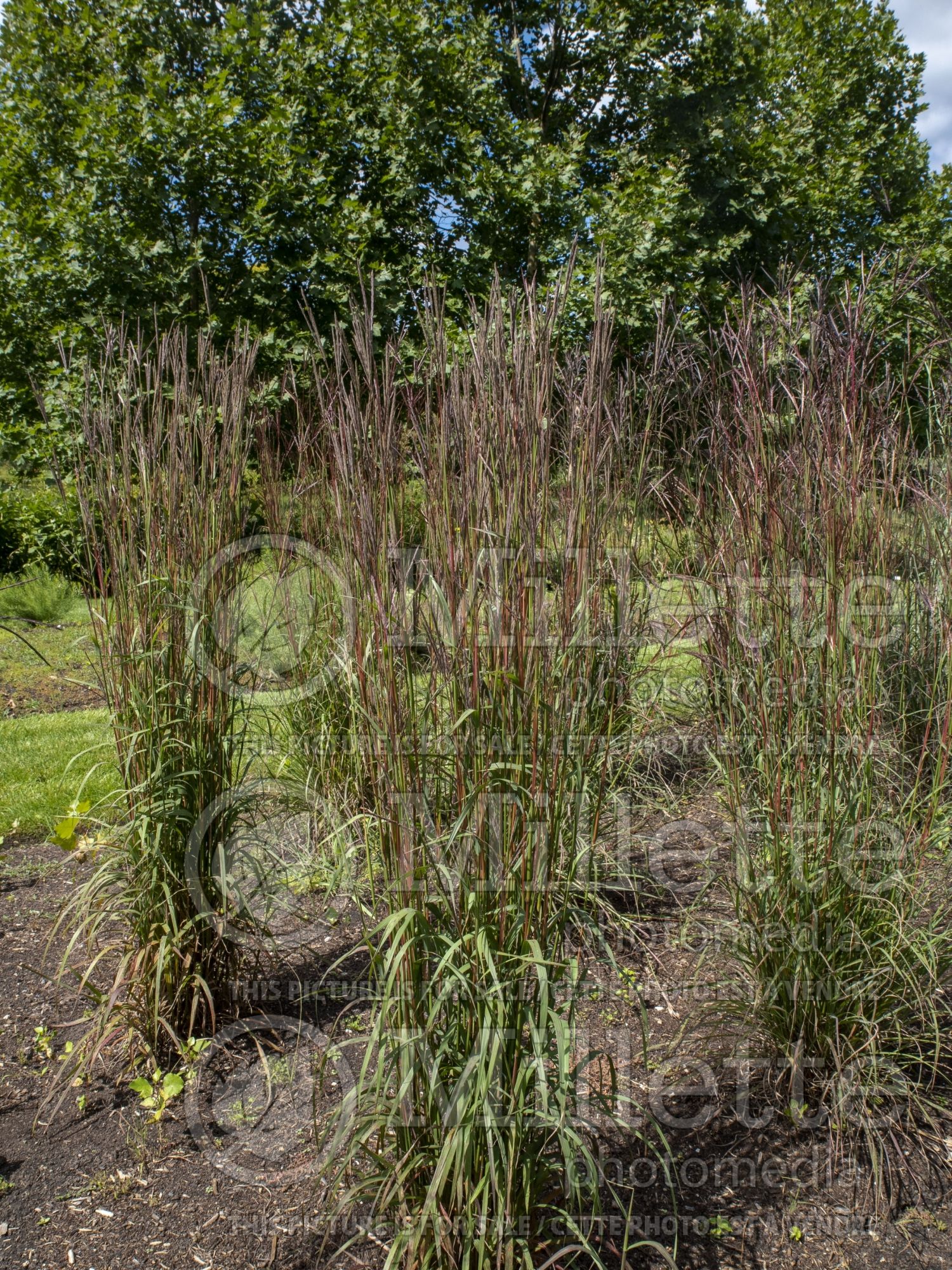 Andropogon Karl's Cousin (Bluestem Grass) 3