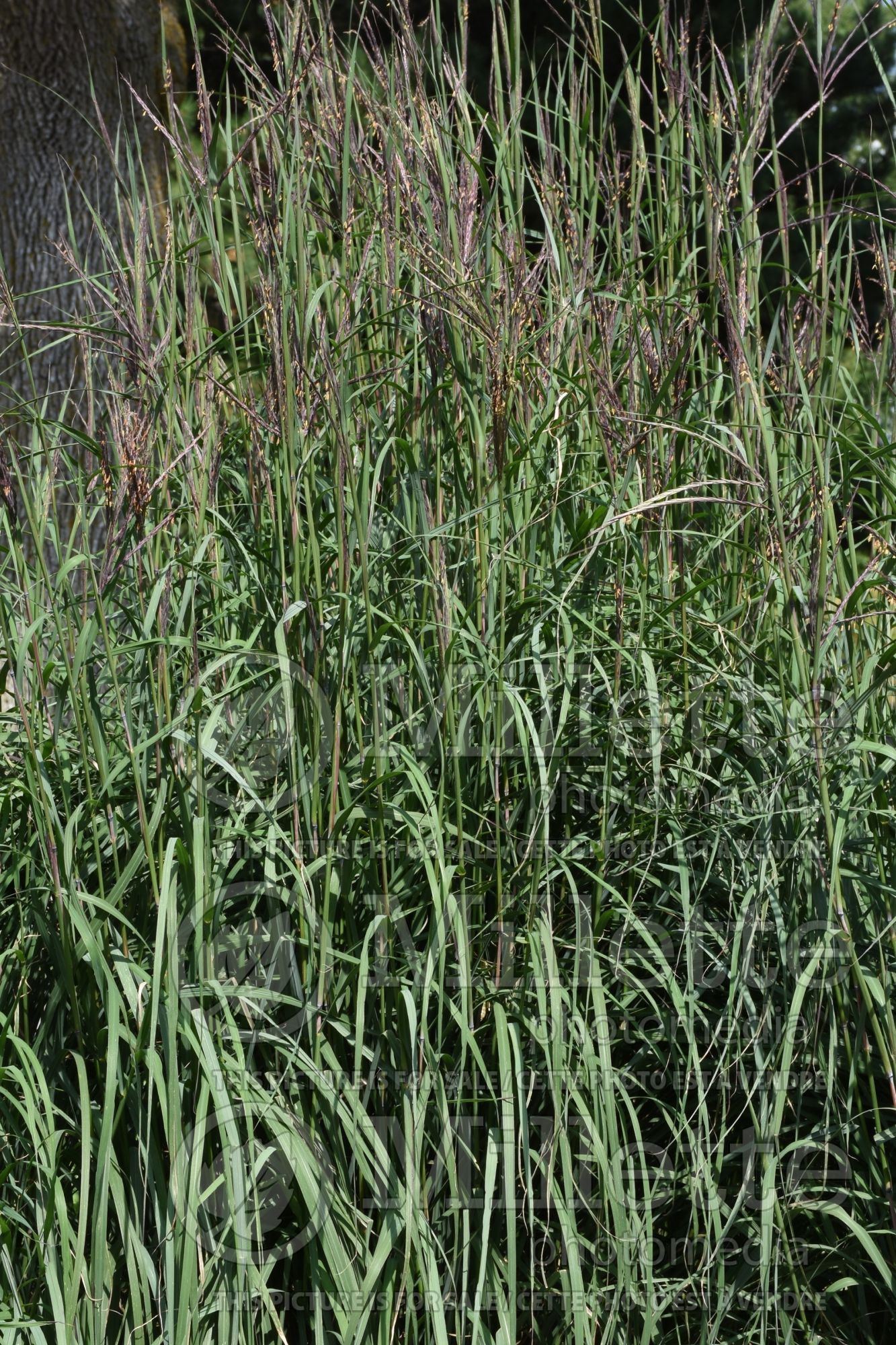 Andropogon Rain Dance (Bluestem Grass) 3