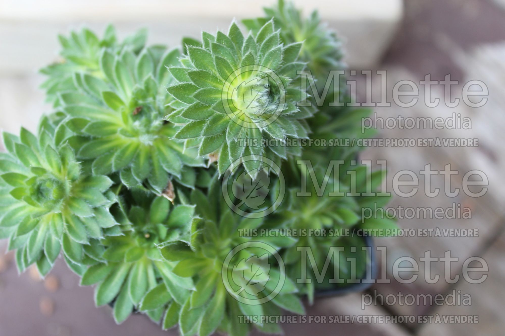 Androsace Salmon's Variety (androsace) 1