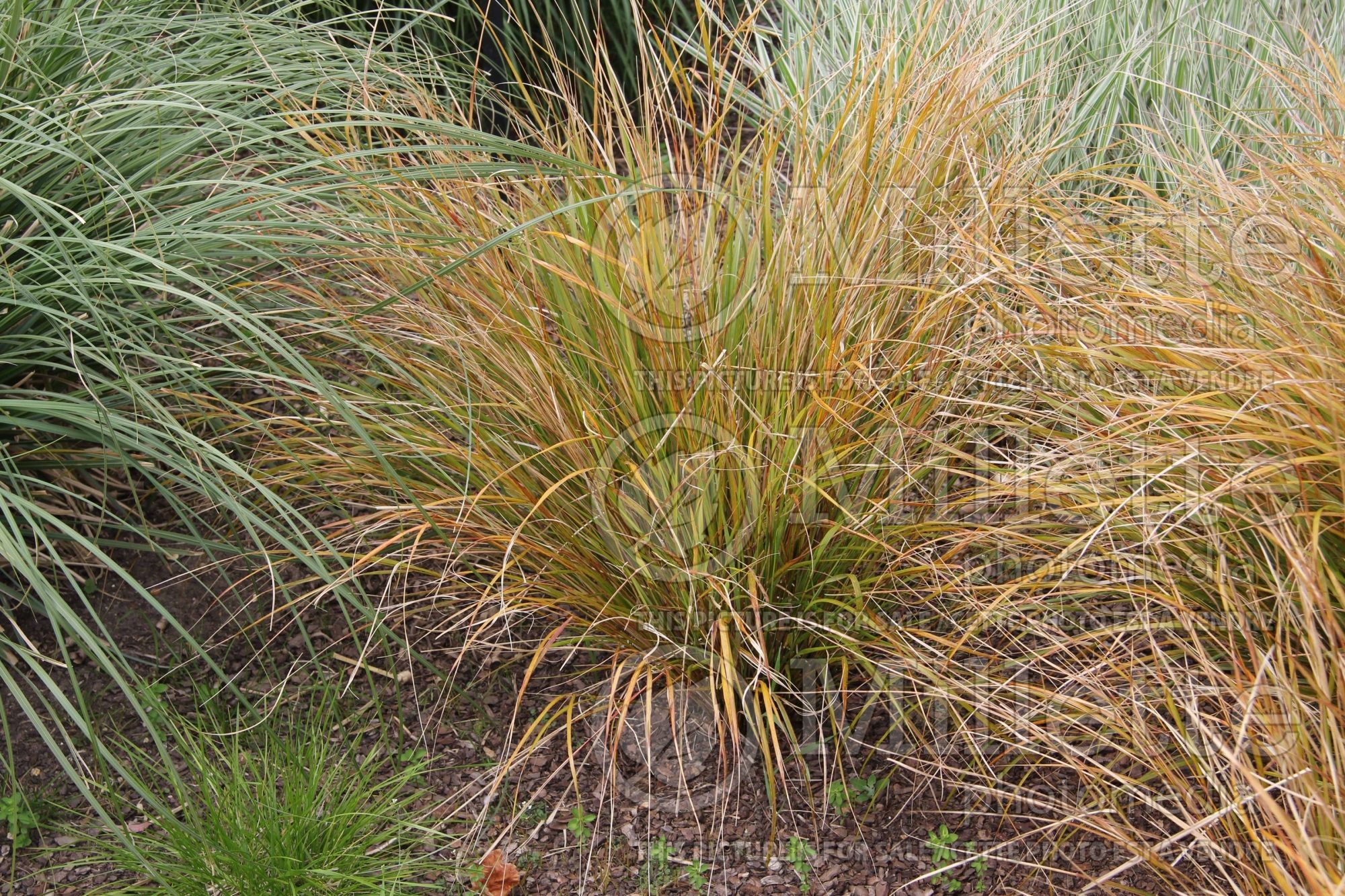Anemanthele lessoniana (New Zealand Wind Grass ornamental grass) 2