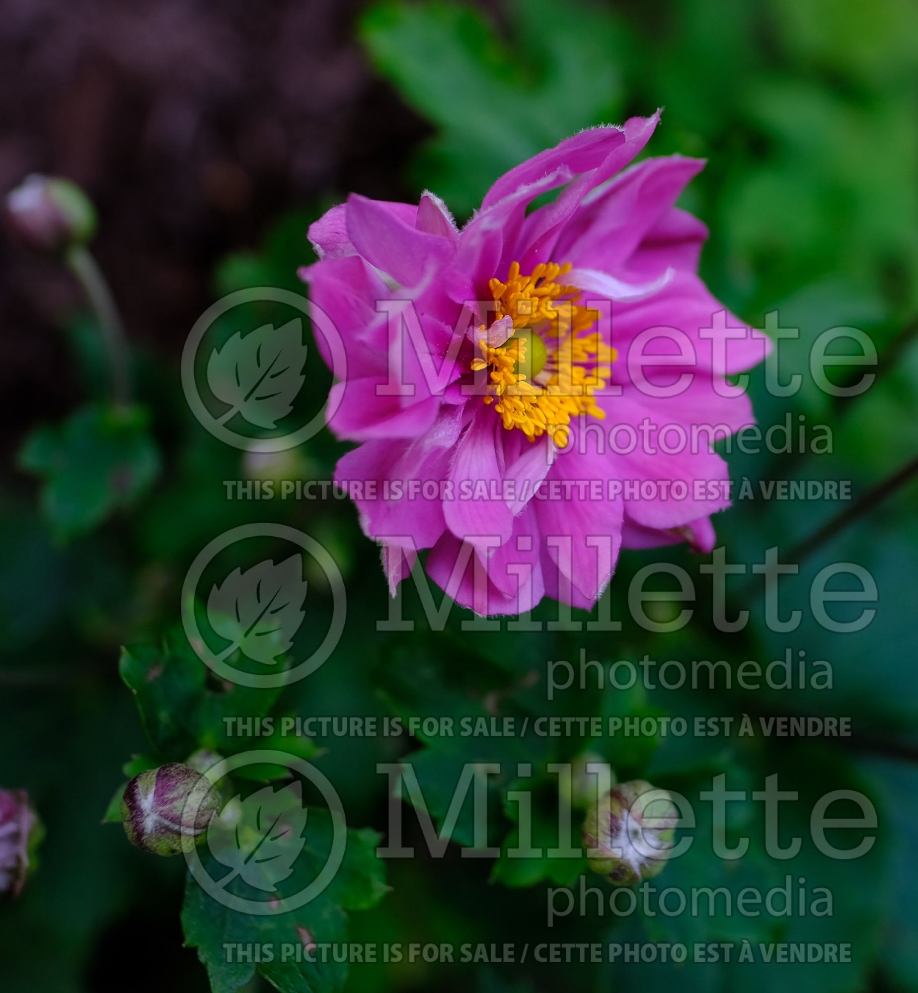 Anemone Curtain Call Deep Rose (Japanese Anemone) 1