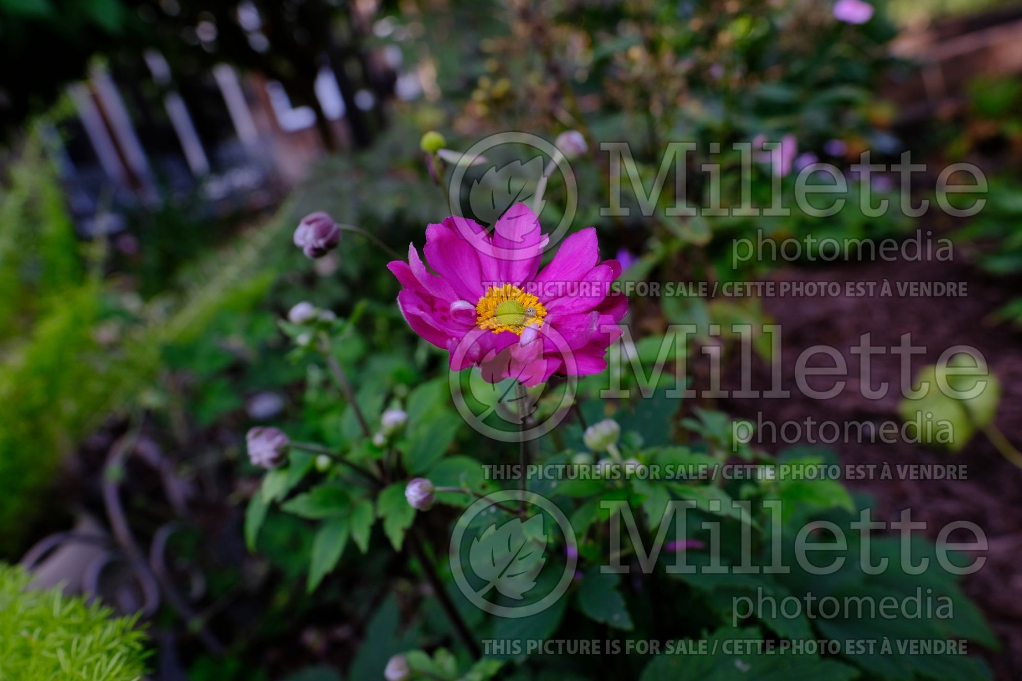 Anemone Curtain Call Deep Rose (Japanese Anemone) 2