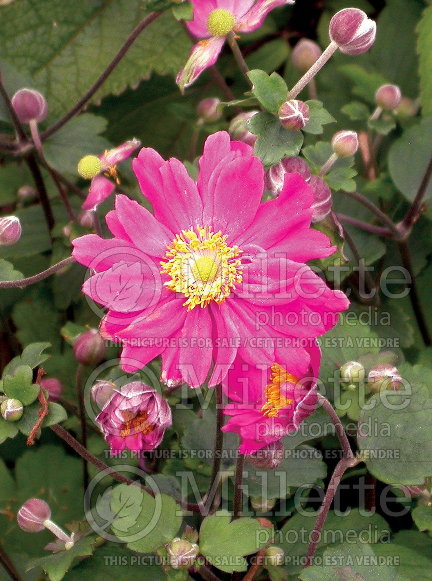 Anemone Curtain Call Deep Rose (Japanese Anemone) 4