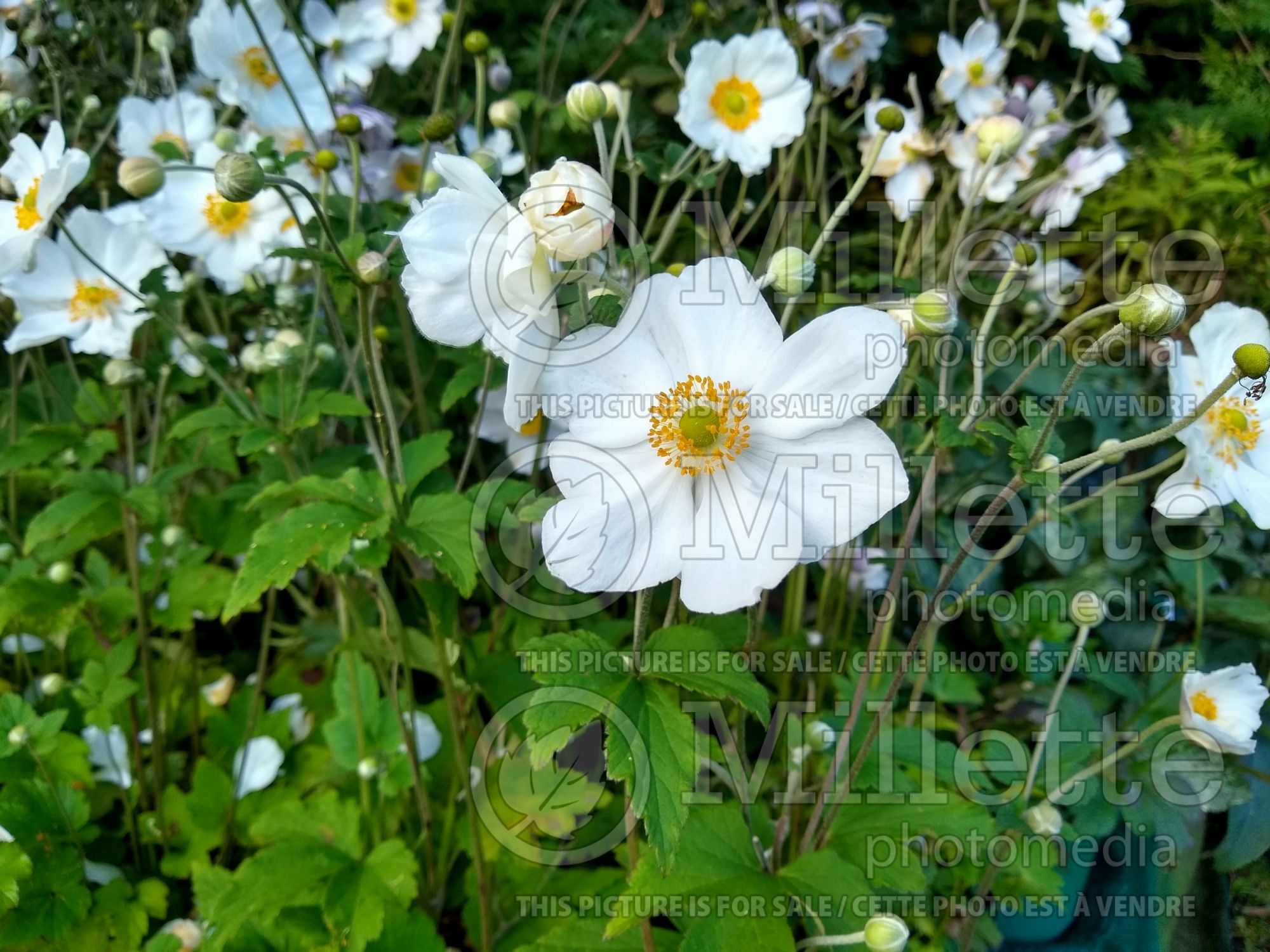 Anemone Honorine Jobert (Japanese Anemone) 14