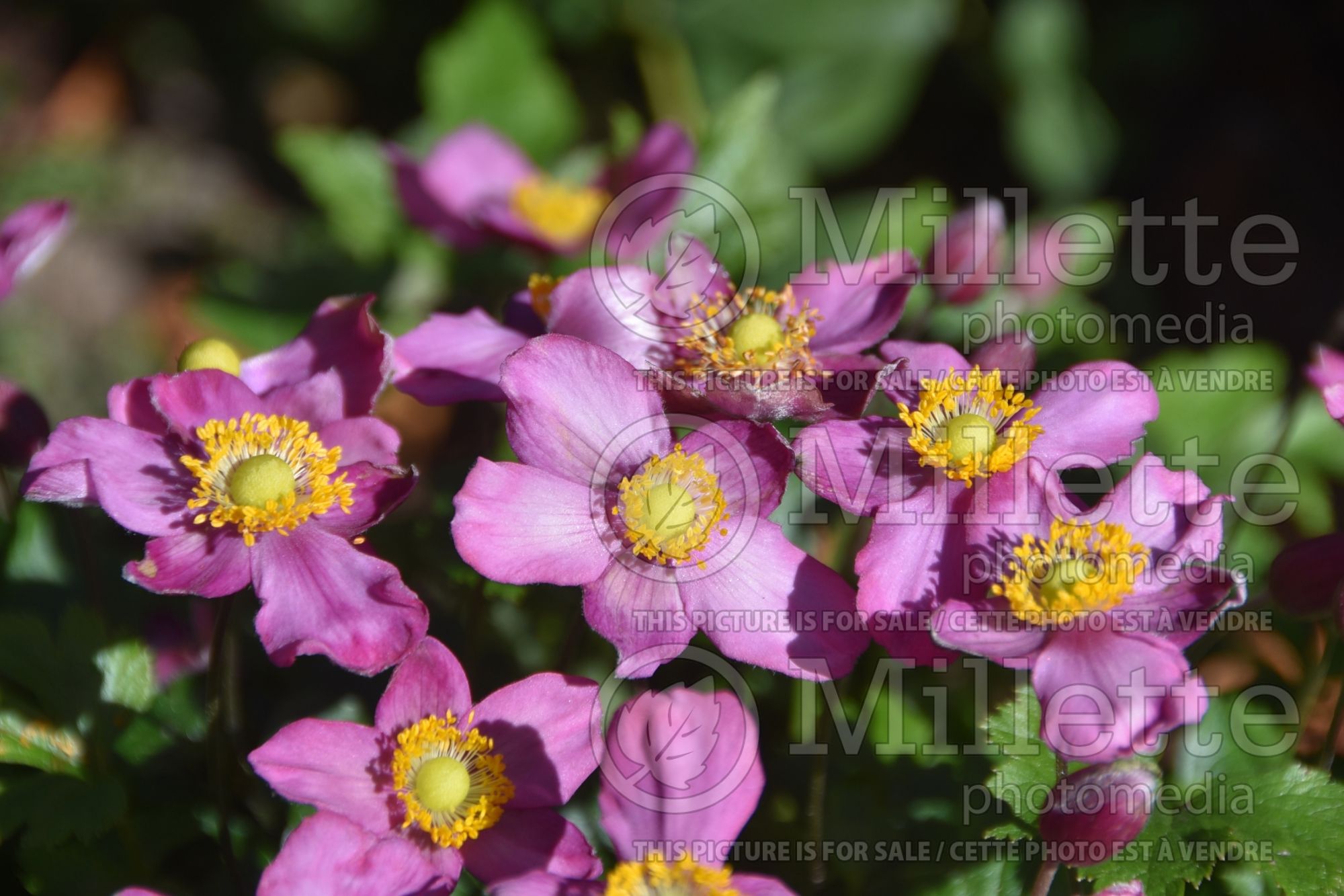 Anemone Pamina (Japanese Anemone) 4