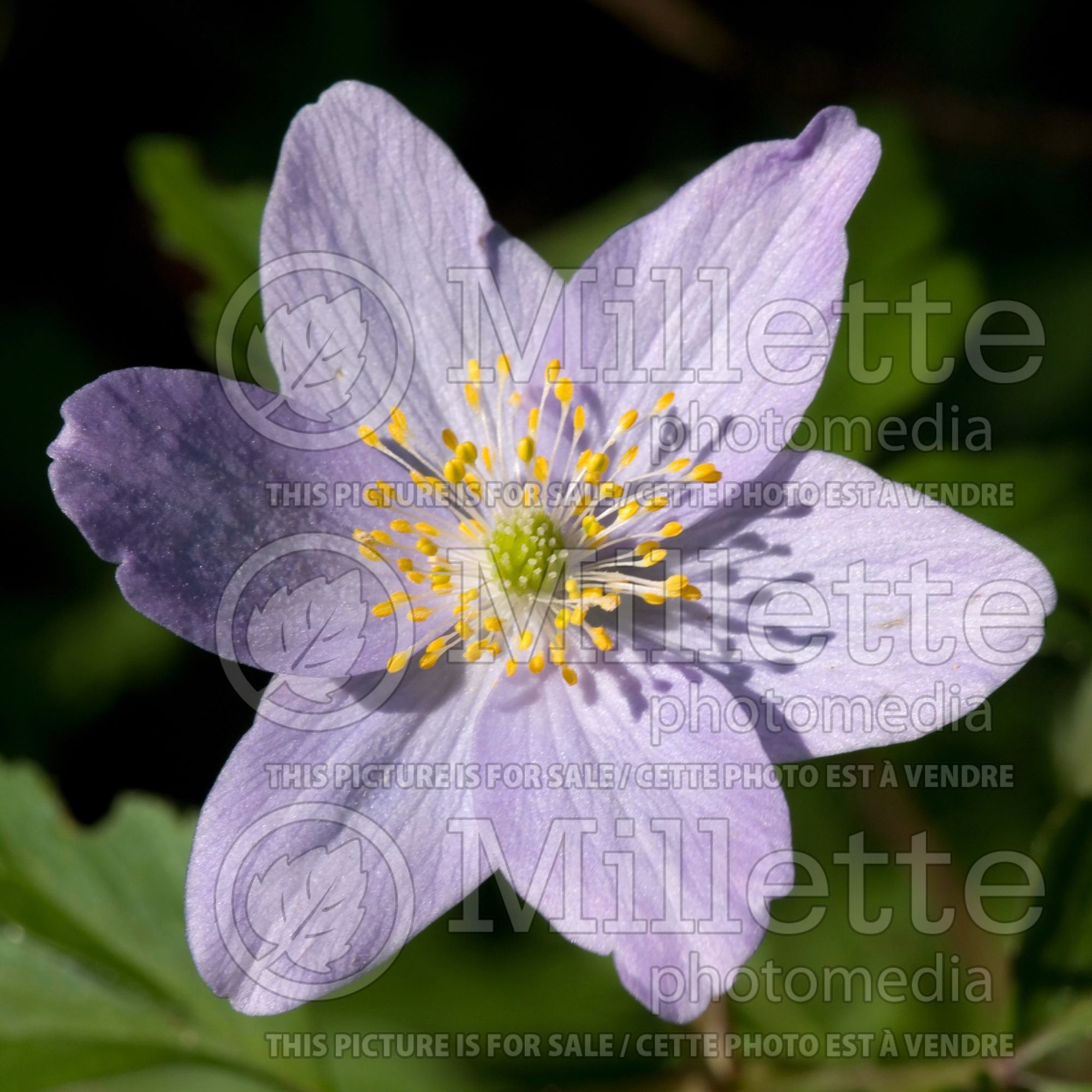 Anemone Blue Bonnet (Anemone) 1