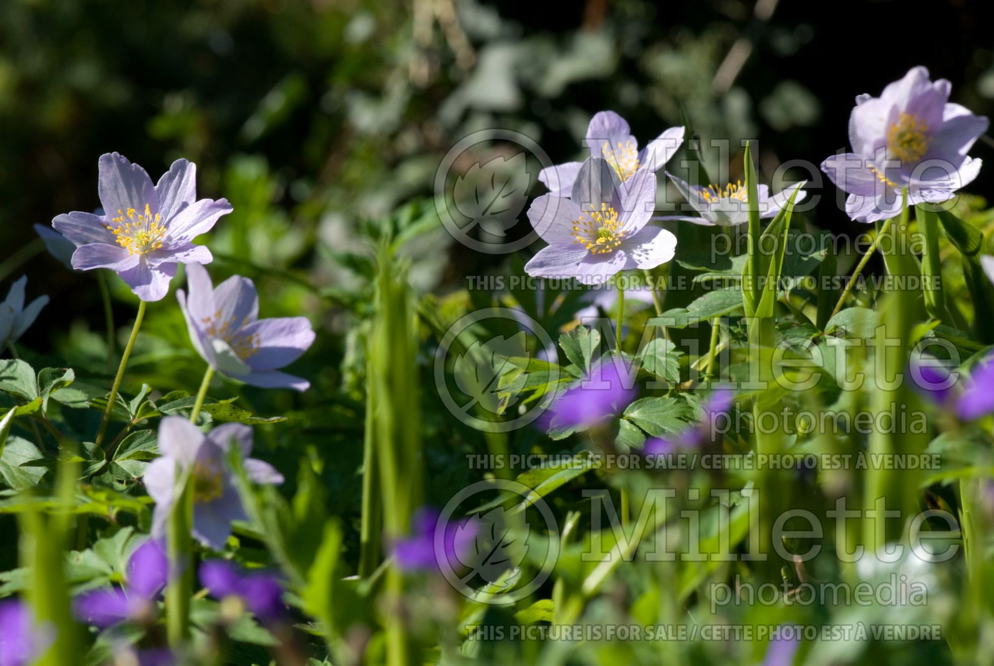 Anemone Blue Bonnet (Anemone) 2