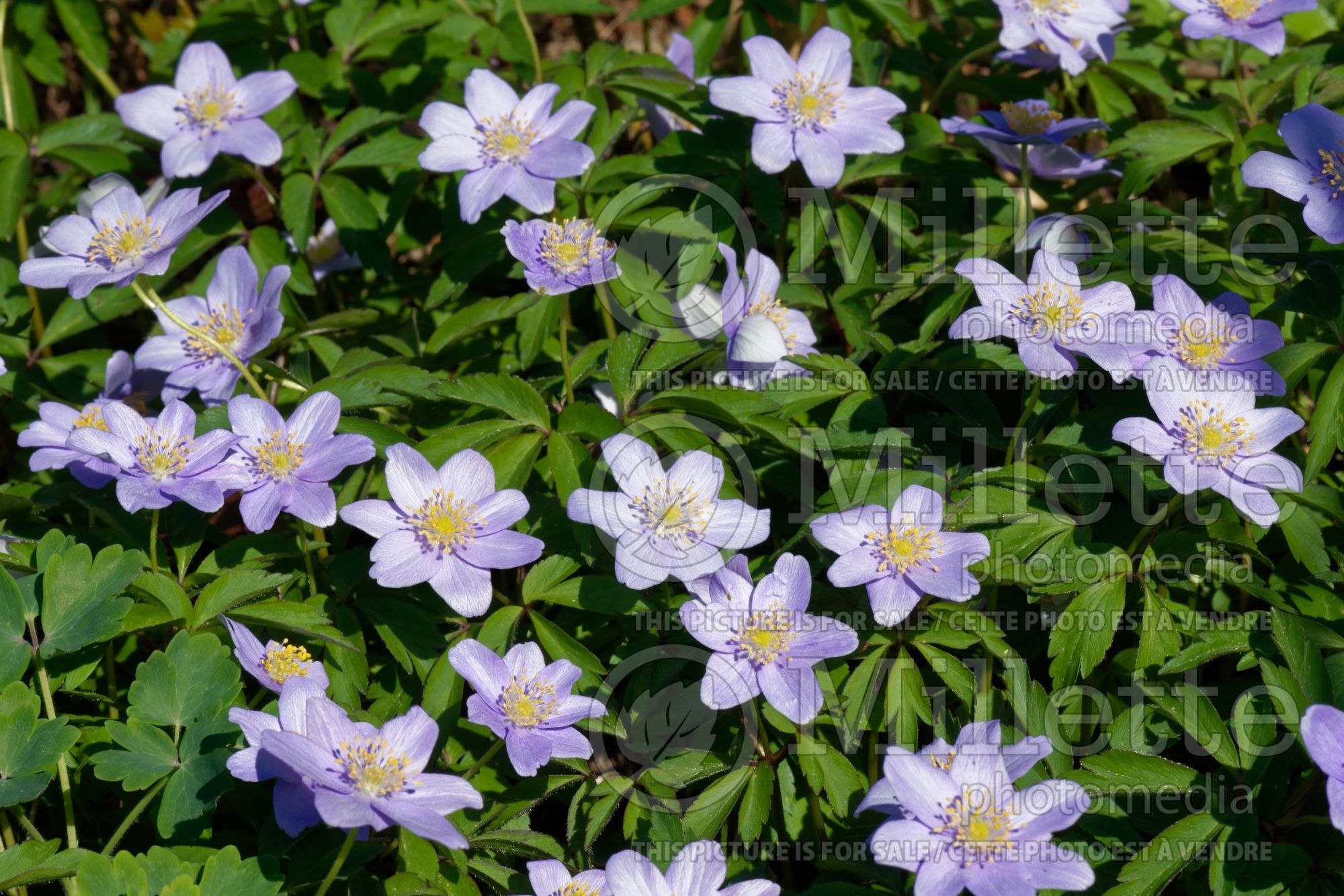 Anemone Blue Bonnet (Anemone) 3