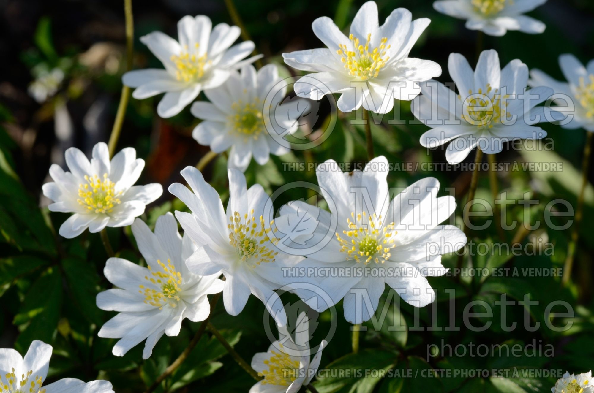 Anemone Bohemia (Anemone) 1