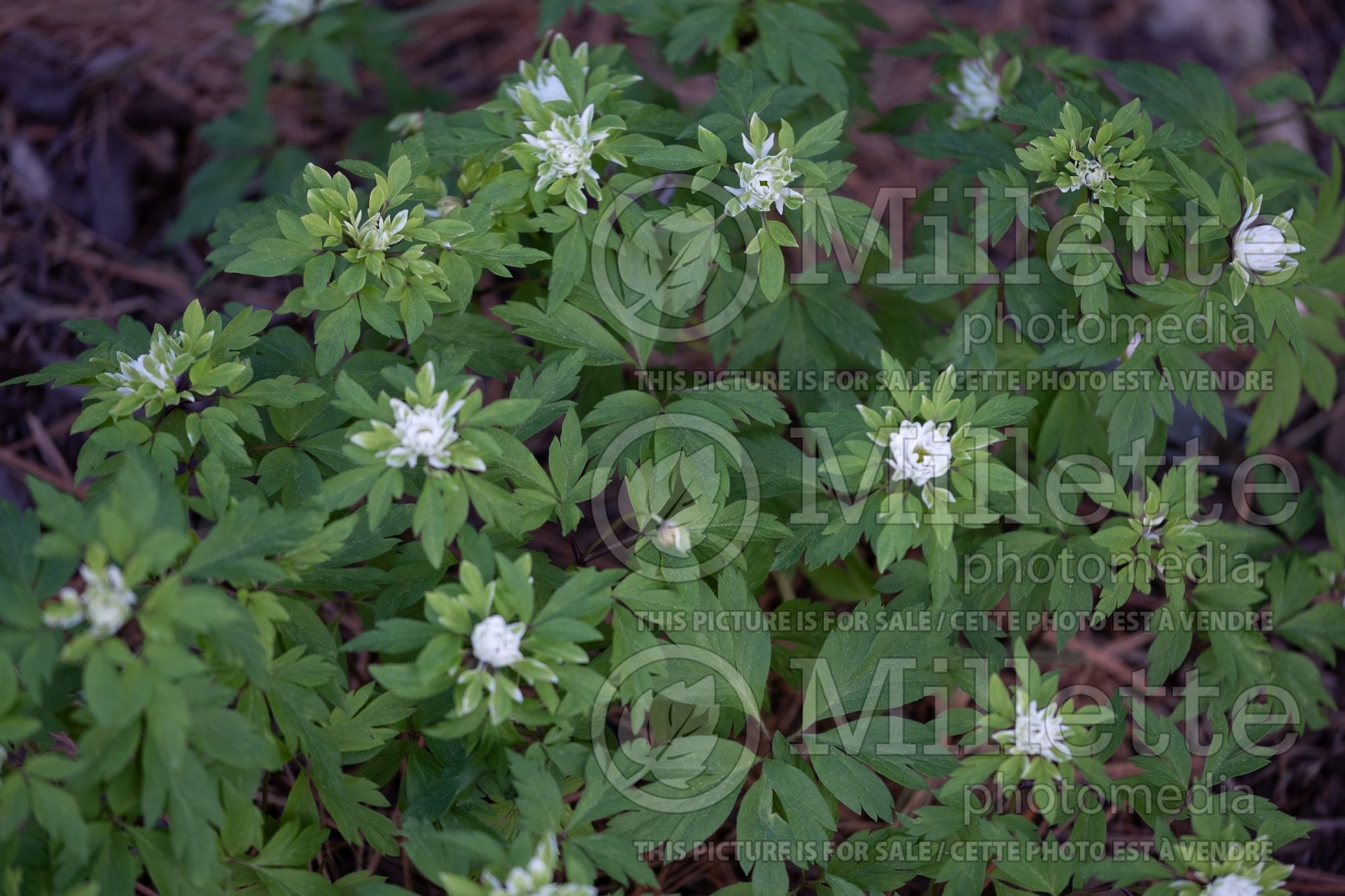 Anemone Monstrosa (Wood Anemone) 1