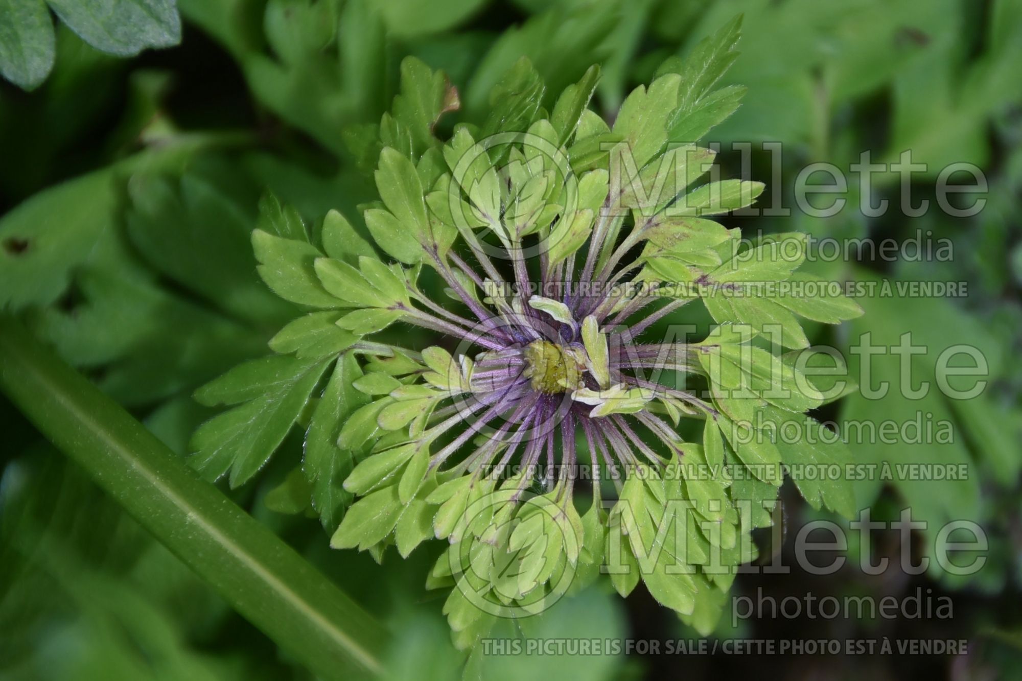 Anemone Viridiflora (Japanese Anemone) 1