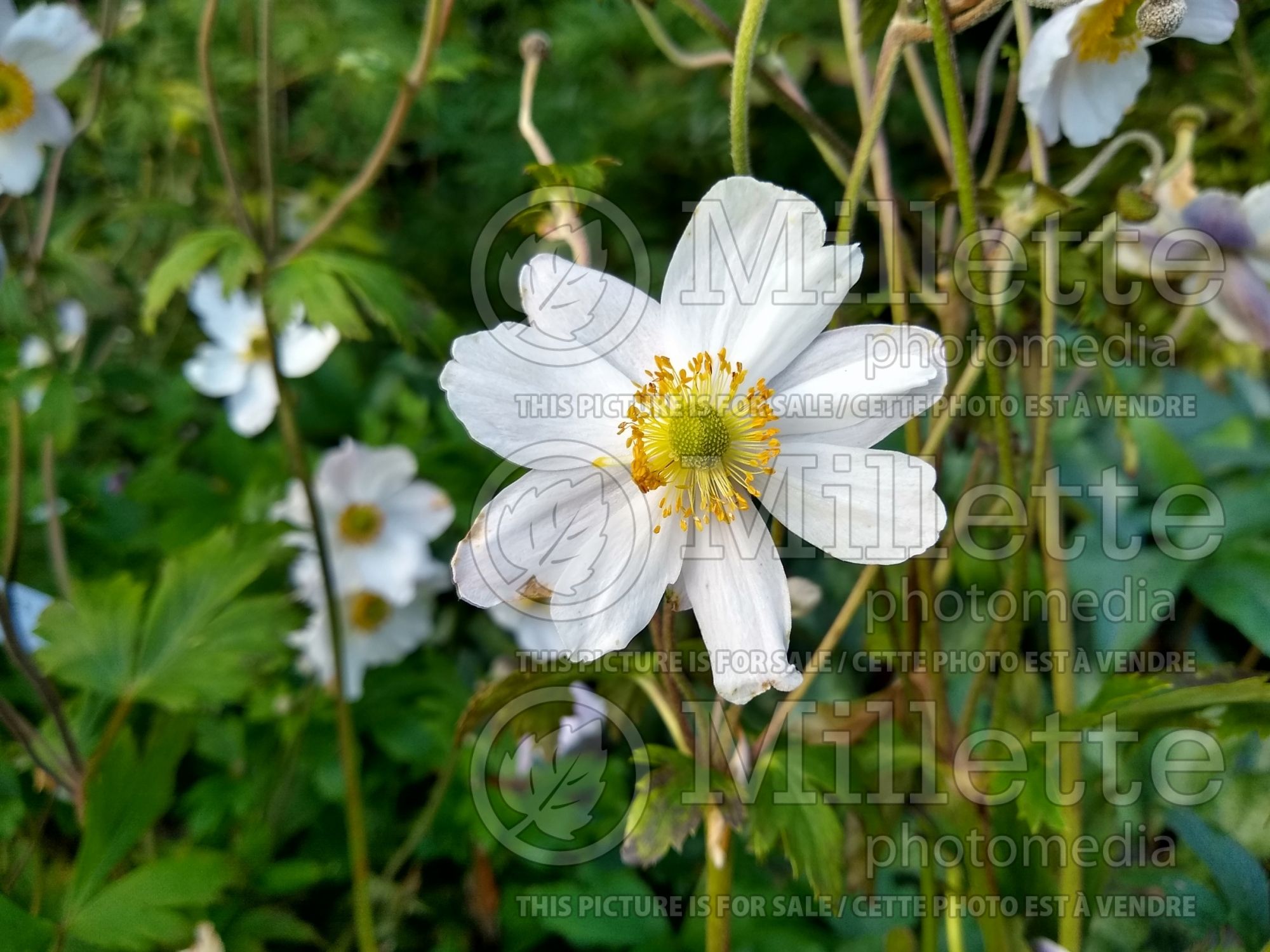 Anemone Ruffled Swan (Anemone) 1