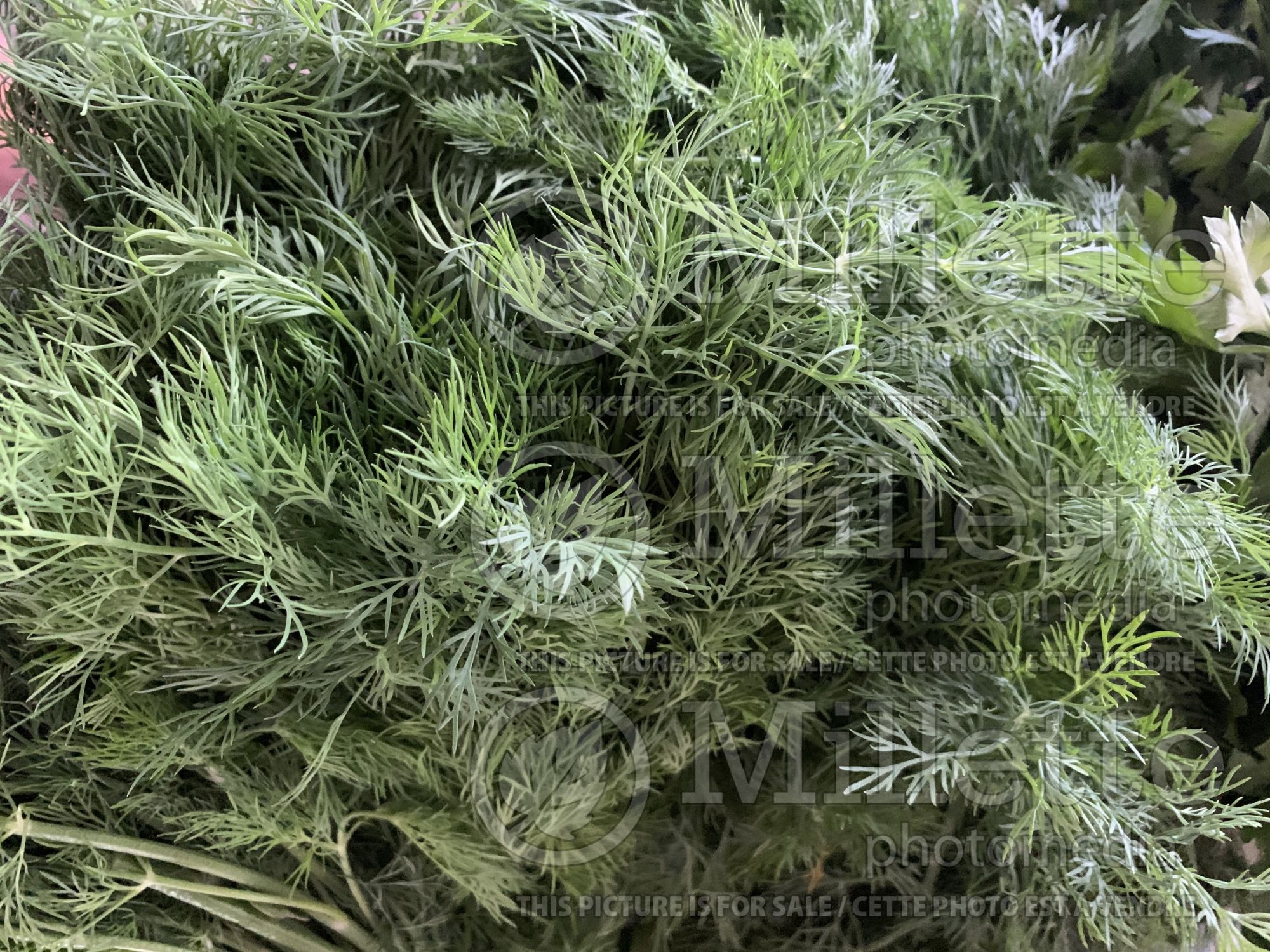 Foeniculum vulgare (Sweet Fennel herb) 3