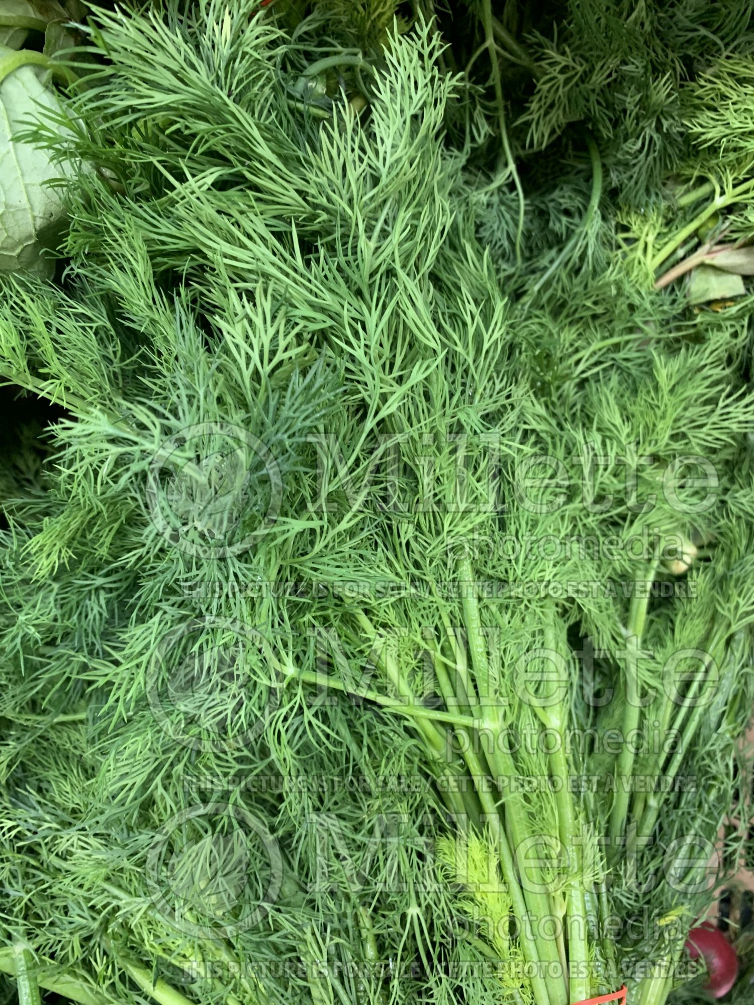Foeniculum vulgare (Sweet Fennel herb) 4