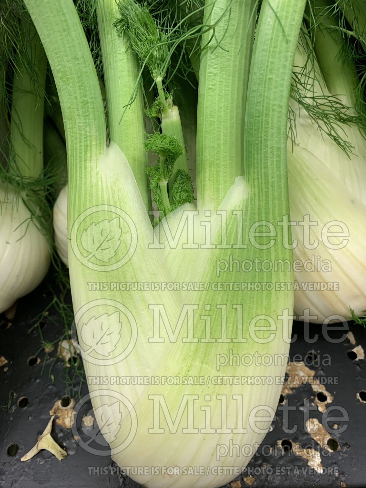 Foeniculum vulgare (Sweet Fennel herb) 5