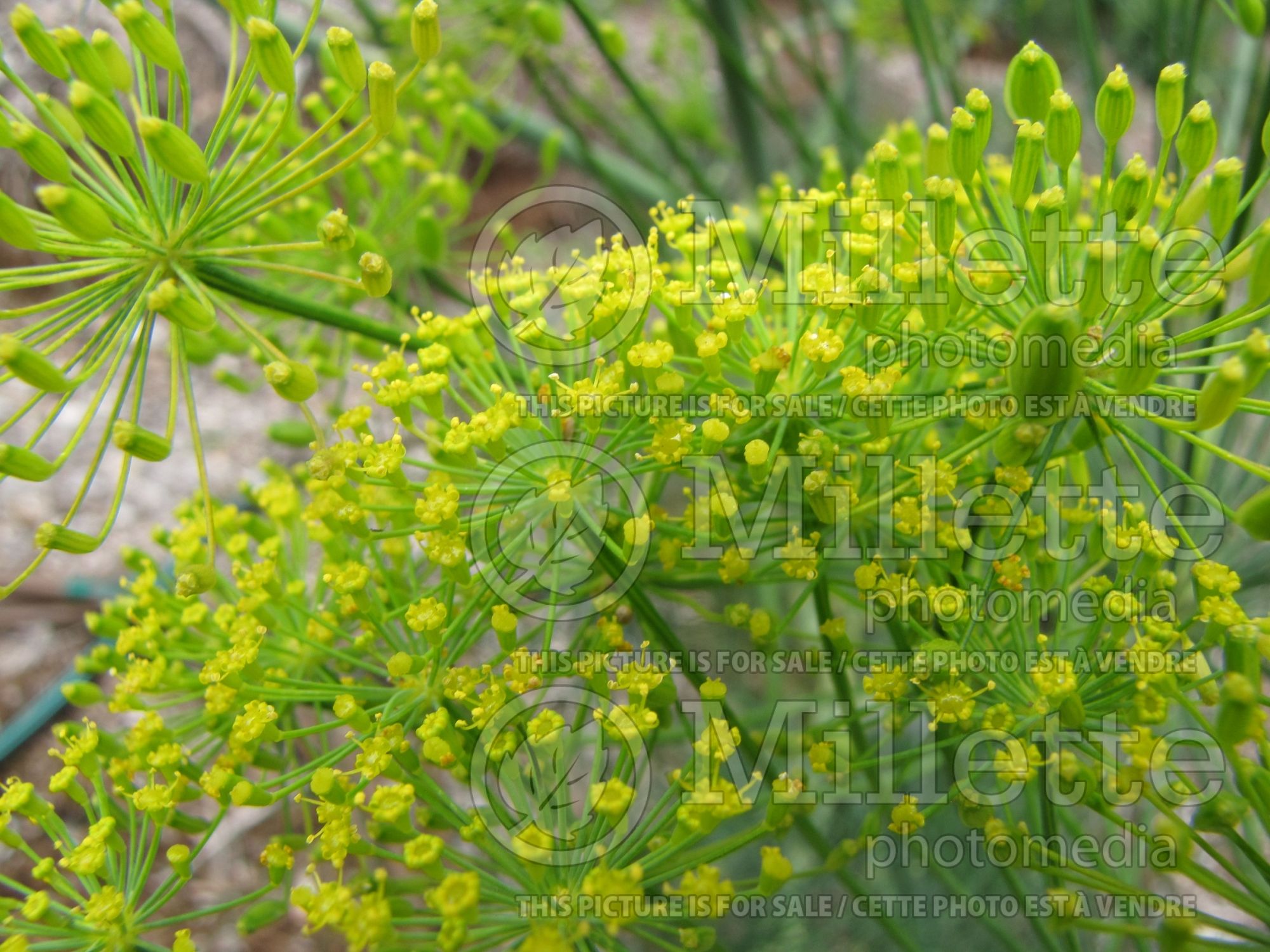 Anethum graveolens (Dill herb aneth) 10