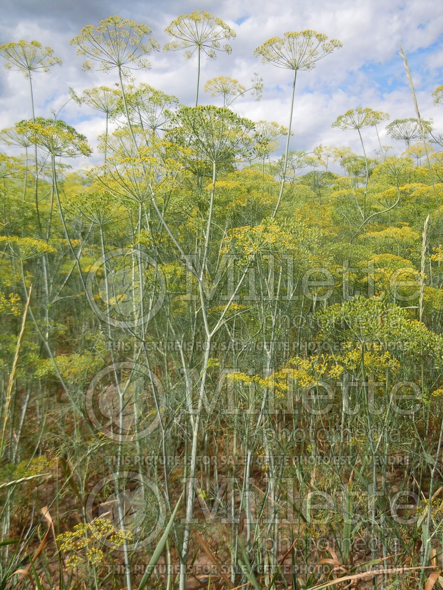Anethum graveolens (Dill herb aneth) 8