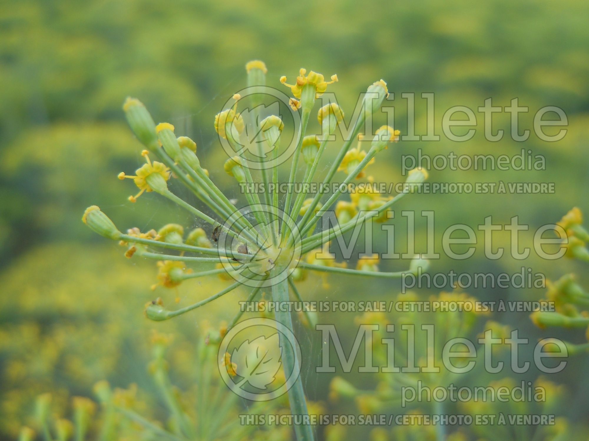 Anethum graveolens (Dill herb aneth) 7