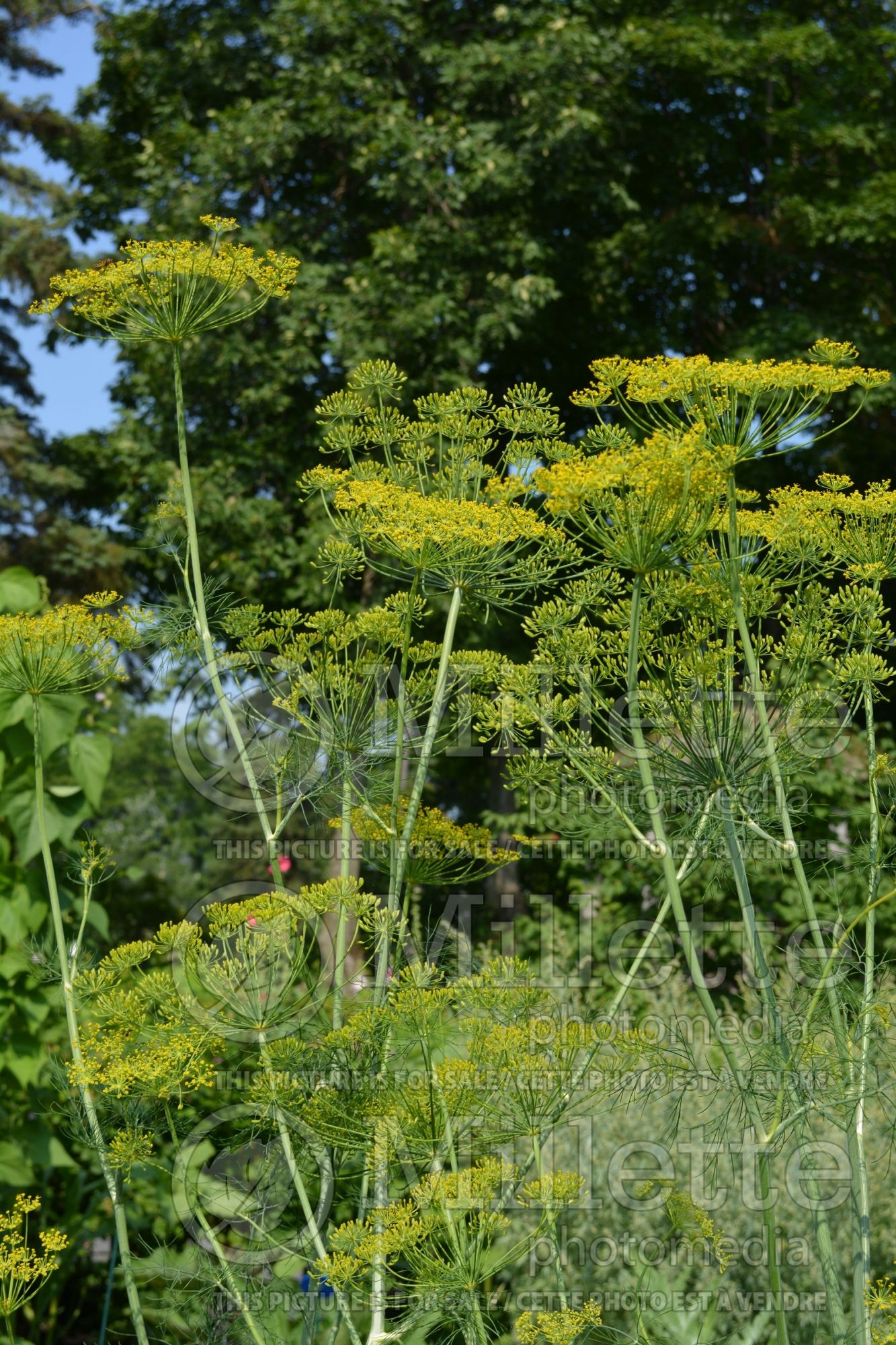 Anethum graveolens (Dill herb aneth) 6