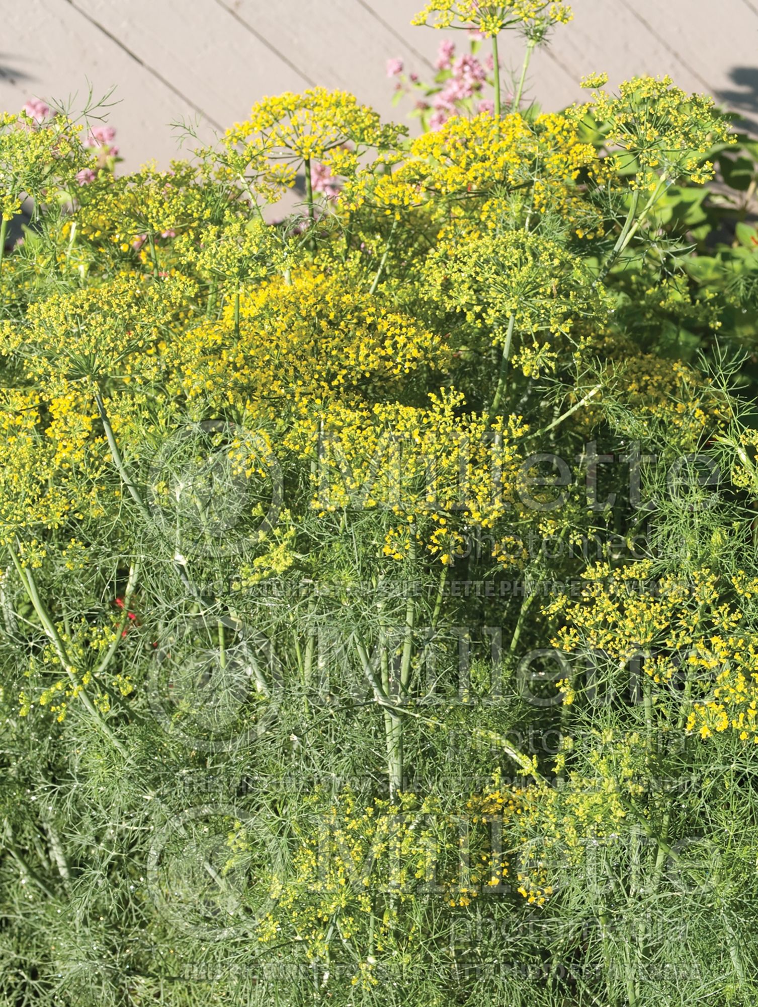 Anethum graveolens (Dill herb aneth) 5