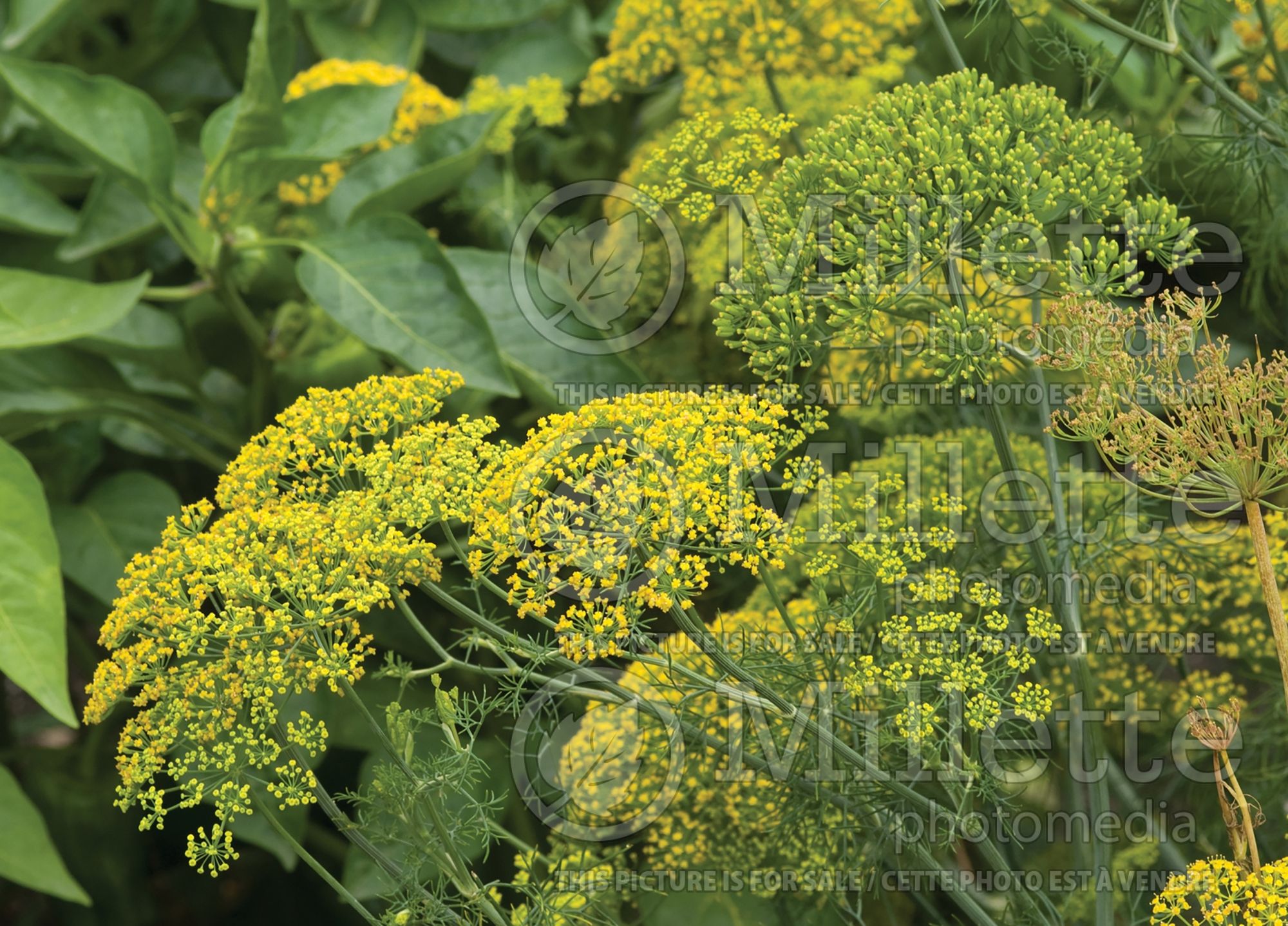 Anethum graveolens (Dill herb aneth) 4