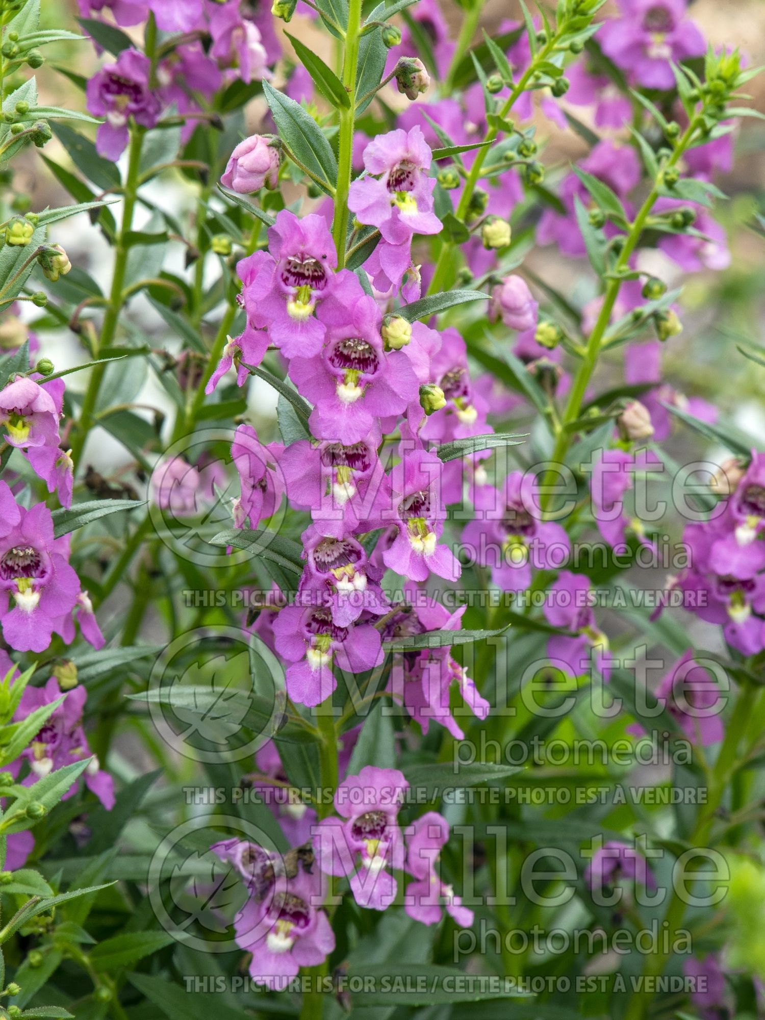 Angelonia Angelface Deep Pink (Summer Snapdragon) 1