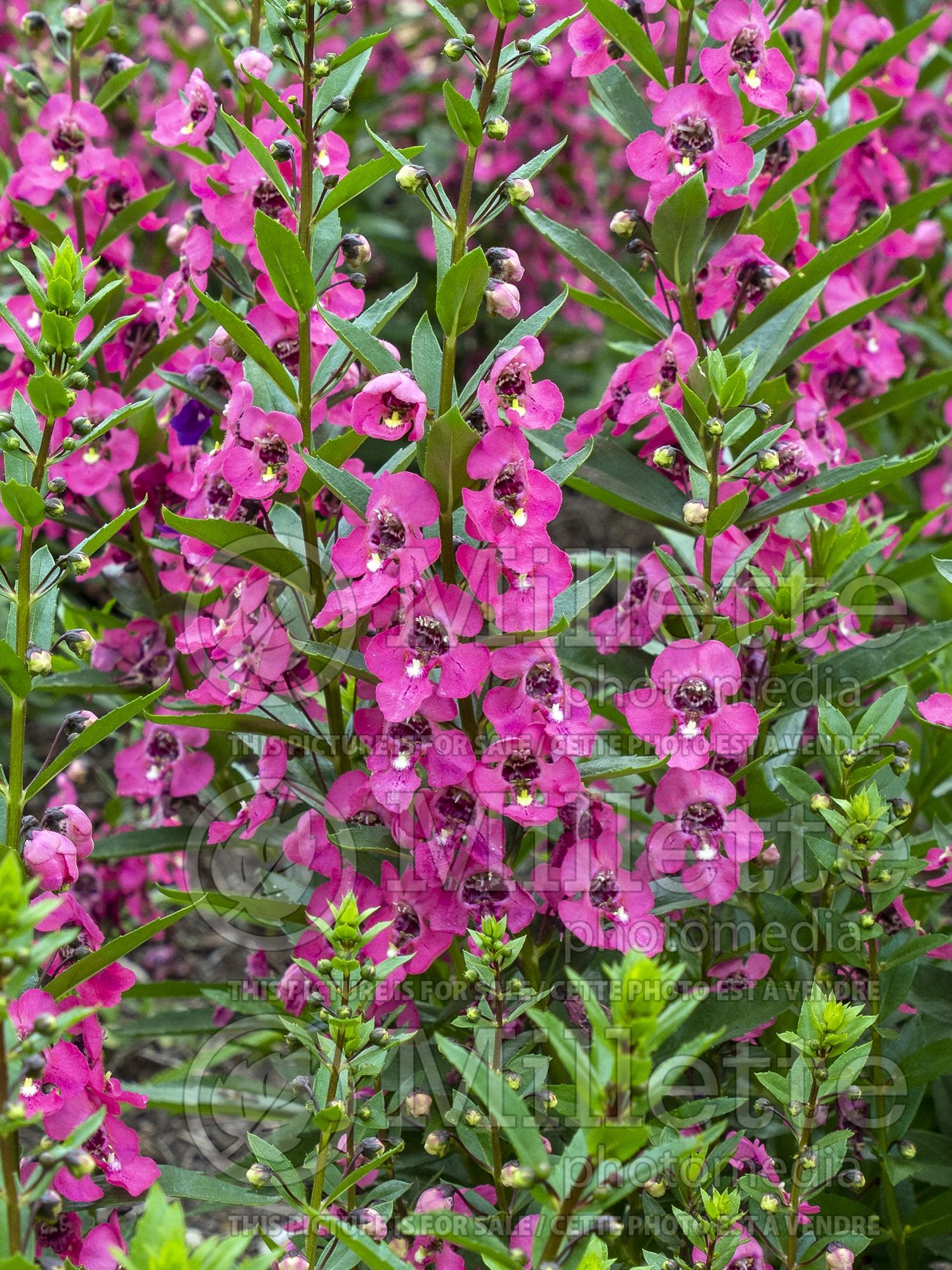 Angelonia Angelface Perfectly Pink (Summer Snapdragon) 2