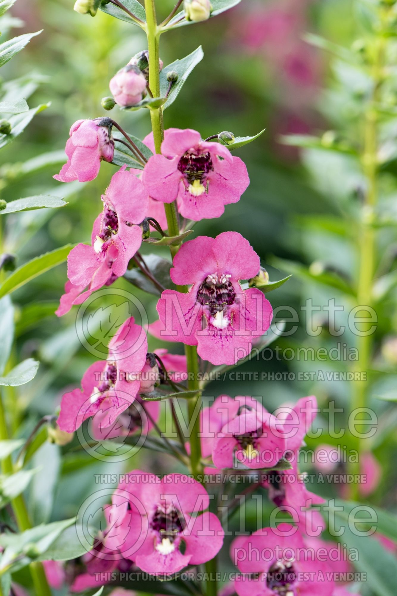 Angelonia Angelface Perfectly Pink (Summer Snapdragon) 1